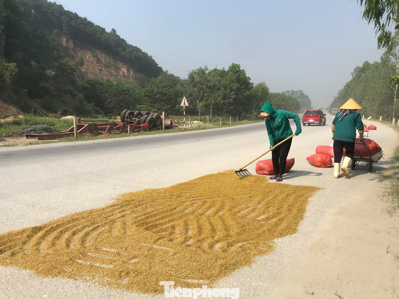 Theo ghi nhận, dọc theo tuyến quốc lộ 46A đoạn qua địa bàn xã Hưng Tây, huyện Hưng Nguyên, tỉnh Nghệ An, phần lớn diện tích lúa vụ Xuân tại đây đã được thu hoạch. Ngay sau khi những chiếc máy gặt hoàn thành công việc, người dân nhanh chóng vận chuyển những bao lúa lên mặt đường quốc lộ 46A ngay bên cạnh để phơi cho kịp nắng. Từ sáng sớm, dọc hai bên quốc lộ được “thảm” một màu vàng óng.