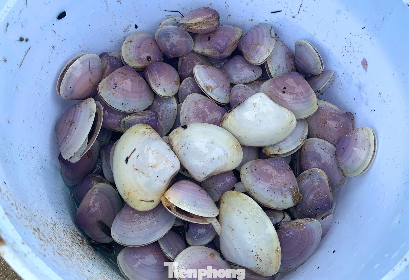 Theo người dân địa phương, loại ngao này còn được gọi là ngao tím, sống sâu dưới đáy biển, thân màu trắng tím, to cỡ mu bàn tay người lớn, hình tam giác, thịt trắng đục, khá ngọt và có tính mát.