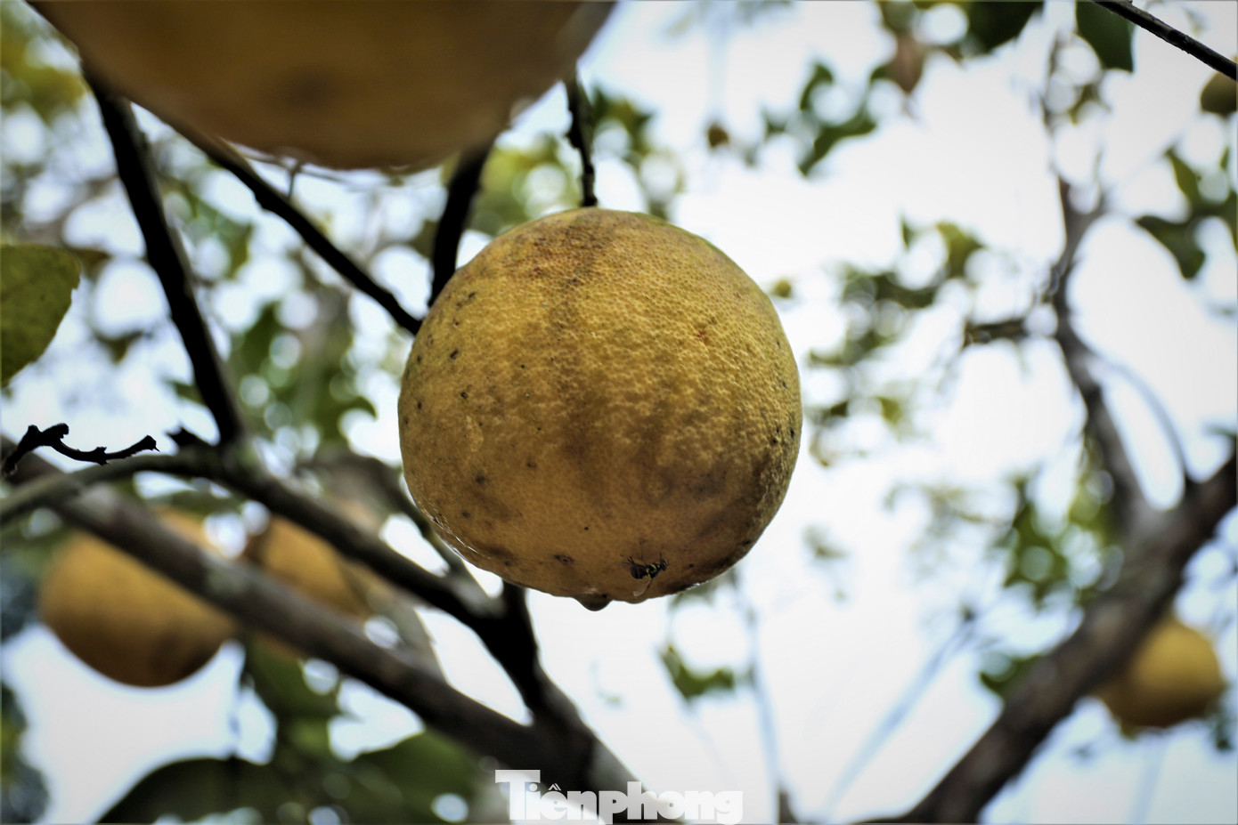 Nhiều cây chịu hạn kém, quả sẽ héo và nhỏ sẽ được người trồng cắt tỉa, vứt bỏ để đảm bảo dinh dưỡng cho cây phát triển.