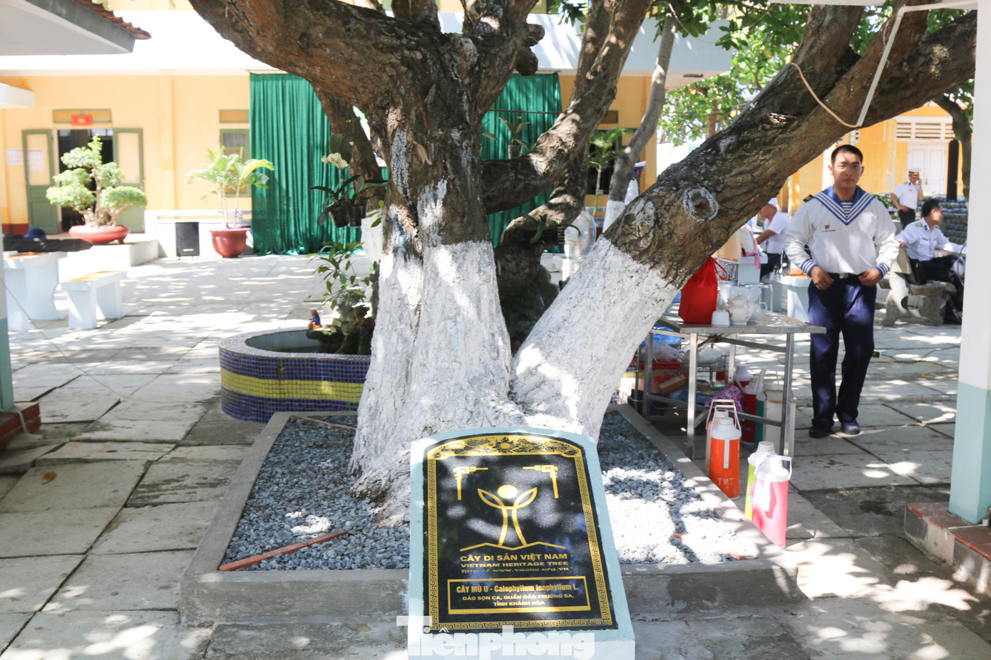 Tháng 6/2020, Vùng 4 Hải quân, UBND huyện Trường Sa (Khánh Hòa) phối hợp với Hội bảo vệ thiên nhiên và môi trường Việt Nam tổ chức lễ công nhận 4 cây di sản ở Trường Sa gồm cây phong ba (đảo Song Tử Tây), cây mù u (đảo Sơn Ca), cây bàng vuông (đảo Nam Yết), cây mù u (đảo Sinh Tồn). Việc công nhận 4 cây di sản không chỉ có ý nghĩa bảo tồn thiên nhiên mà khẳng định, quần đảo Trường Sa là của Việt Nam, được người Việt khai thác, gìn giữ và phát triển; khẳng định ý chí làm chủ cuộc sống của cán bộ, chiến sỹ nơi đầu sóng ngọn gió.