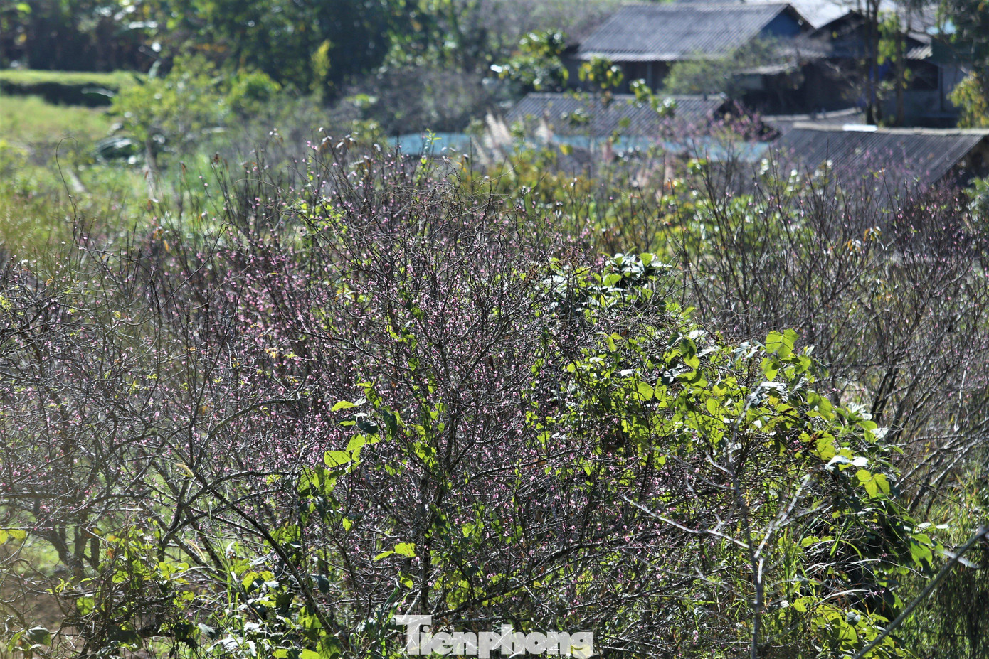 Những thập kỷ trước, Mường Lống được biết là "thủ phủ hoa thuốc phiện" nhưng hiện giờ khi nhắc đến địa danh này, người ta sẽ biết đến là nơi khoe sắc của hoa mận, hoa đào...