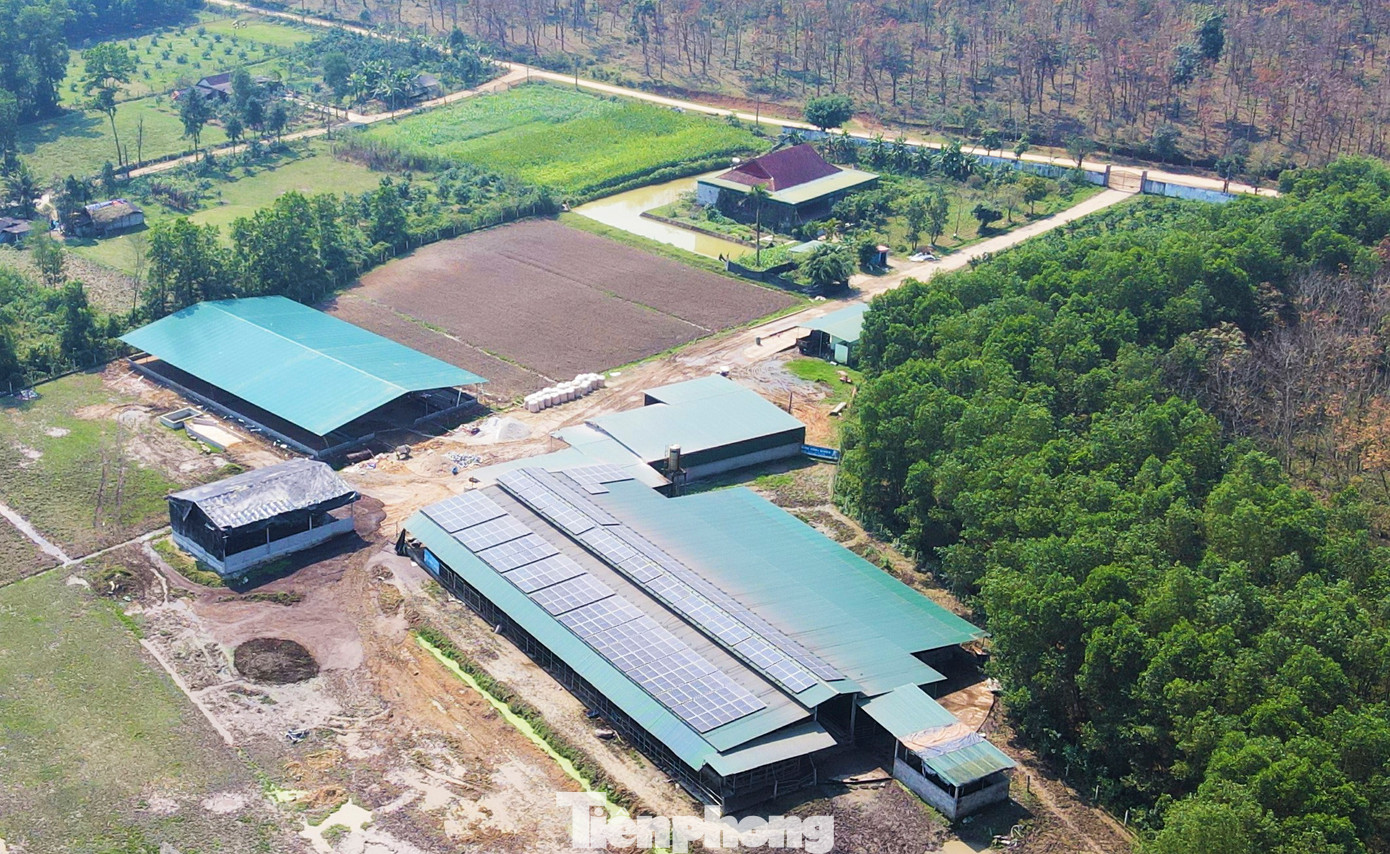 Trang trại trâu của ông Nguyễn Quang Thông (53 tuổi, trú xã Hương Vĩnh, huyện Hương Khê, tỉnh Hà Tĩnh) rộng gần 4ha. Với quy mô 250 con trâu thịt và nái sinh sản, đây được xem là trang trại trâu lớn nhất Hà Tĩnh.