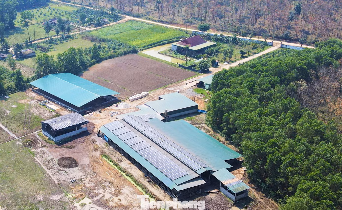 Trang trại trâu của ông Nguyễn Quang Thông (53 tuổi, trú xã Hương Vĩnh, huyện Hương Khê, tỉnh Hà Tĩnh) rộng gần 4ha. Với quy mô 250 con trâu thịt và nái sinh sản, đây được xem là trang trại trâu lớn nhất Hà Tĩnh.
