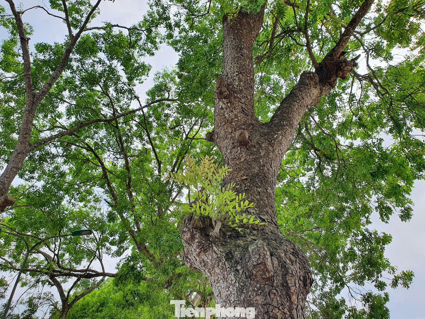 Ông Nguyễn Quang Lộc - Chủ tịch UBND xã Kim Liên cho biết, việc chăm sóc cho cây được tiến hành thường xuyên, đảm bảo điều kiện sinh trưởng tốt nhất cho hàng xà cừ cổ thụ. Mỗi năm trước mùa mưa bão, Ban quản lý Khu di tích sẽ tiến hành cắt tỉa hàng cây xà cừ. Việc cắt tỉa vừa đảm bảo an toàn trong mùa mưa bão, vừa đảm bảo cảnh quan.