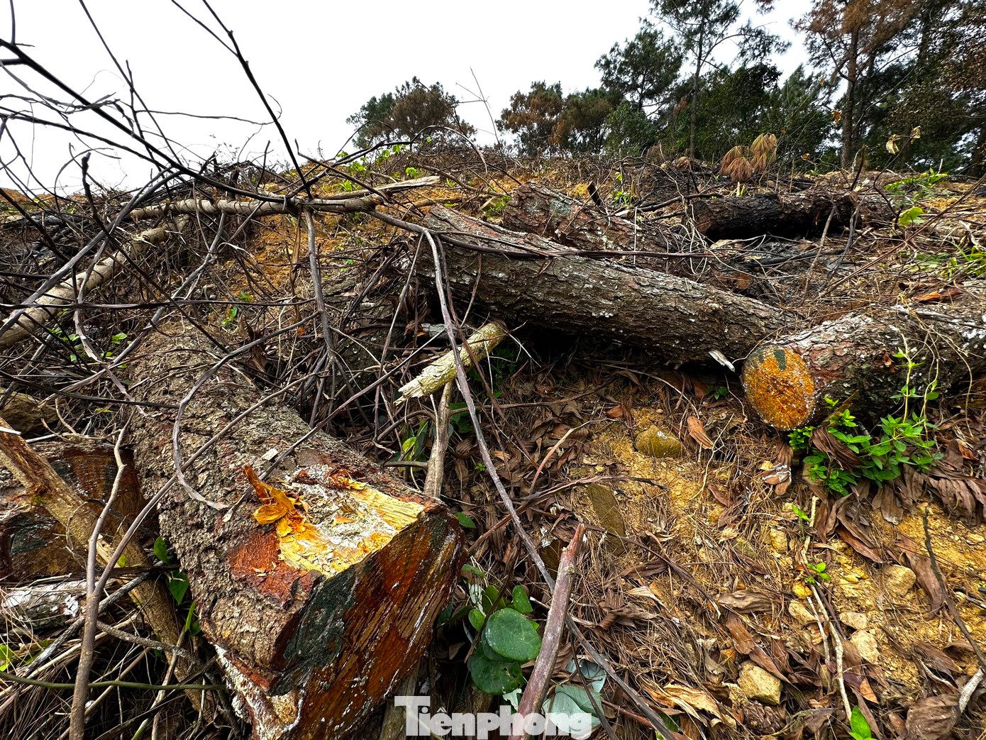 Các cơ quan chức năng đang tiếp tục xác minh làm rõ vụ việc. Các cơ quan chức năng đang tiếp tục xác minh làm rõ vụ việc.