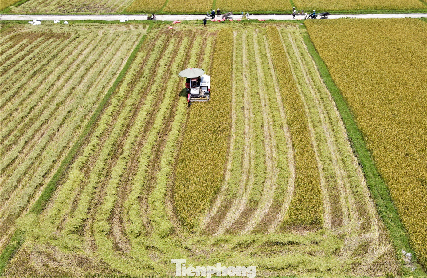 Trên các cánh đồng lúa ở huyện Thạch Hà, Can Lộc...người dân chịu nắng để thu hoạch lúa. Nắng nóng gay gắt song máy gặt vẫn hoạt động cả ngày lẫn đêm để kịp vụ mùa.