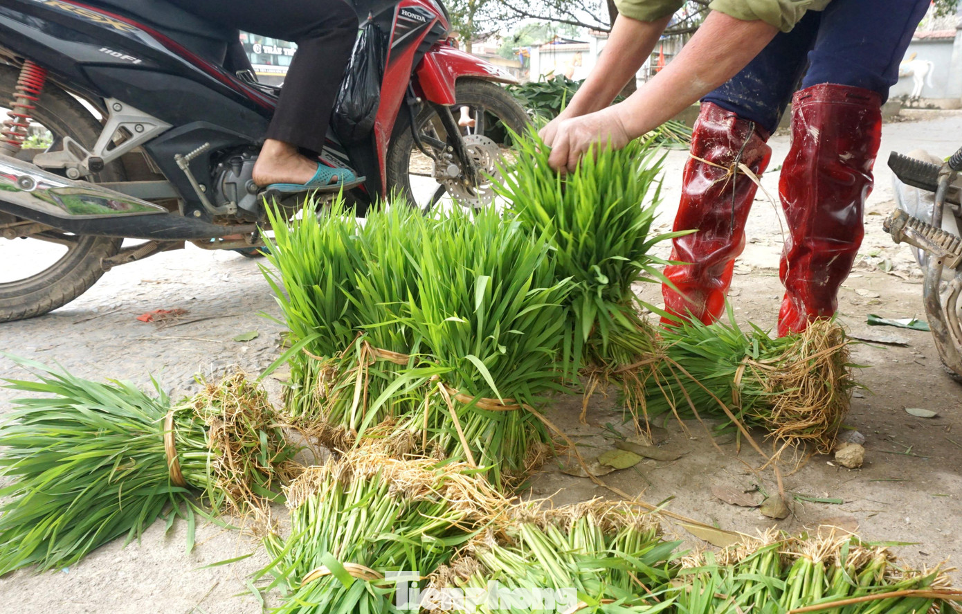 “Năm nào trời rét, lúa chết hết, có luống mạ nhổ để bán cũng kiếm được khối tiền”, bà Mai nói. “Năm nào trời rét, lúa chết hết, có luống mạ nhổ để bán cũng kiếm được khối tiền”, bà Mai nói.