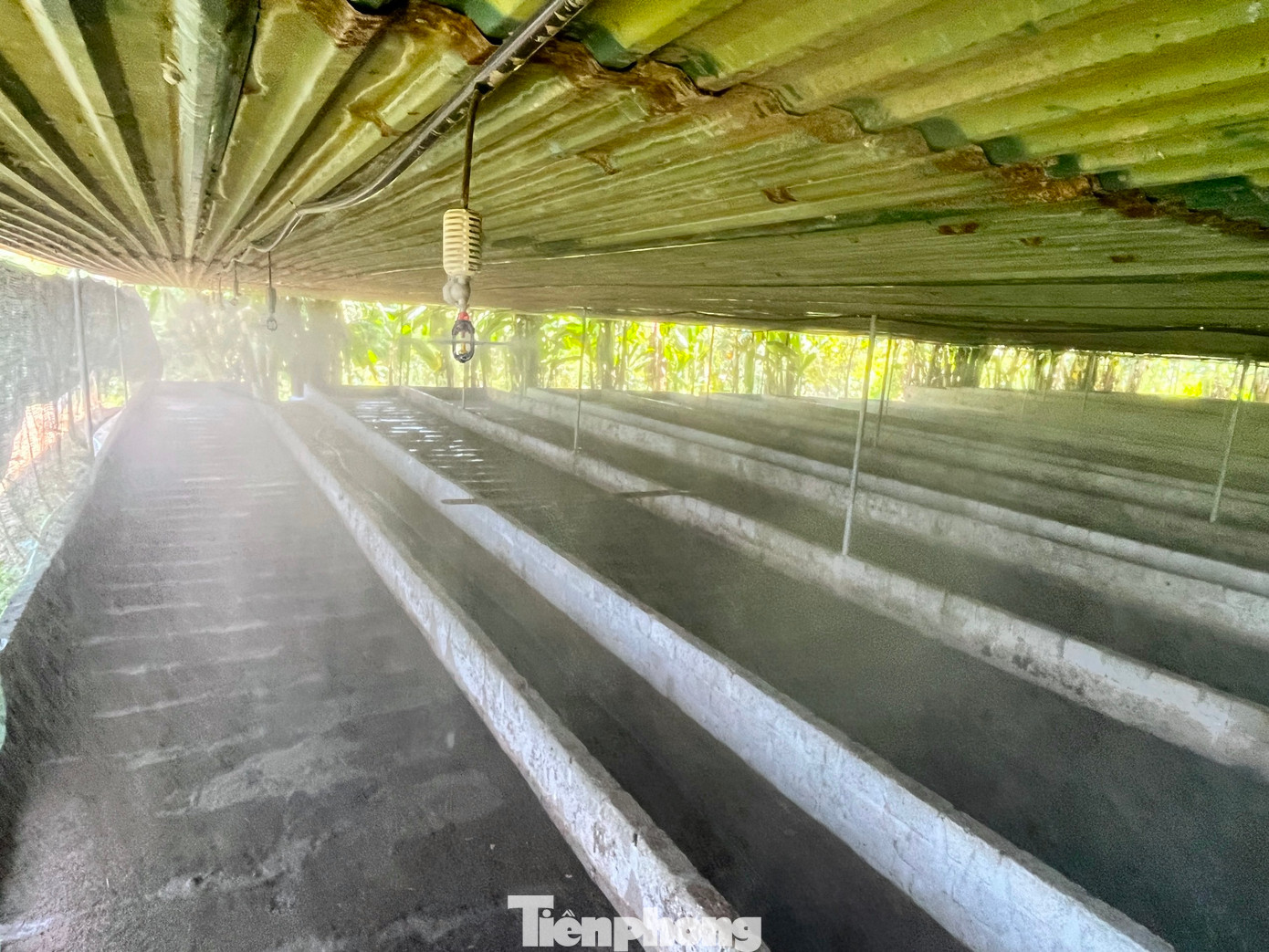 Trùn quế nhạy cảm với nhiệt độ, nếu nắng quá rất dễ chết. Mấy tuần nay ở Nghệ An thời tiết nắng nóng đỉnh điểm, anh Tú luôn túc trực kiểm tra để giảm nhiệt độ trong trại phù hợp cho trùn sinh trưởng.