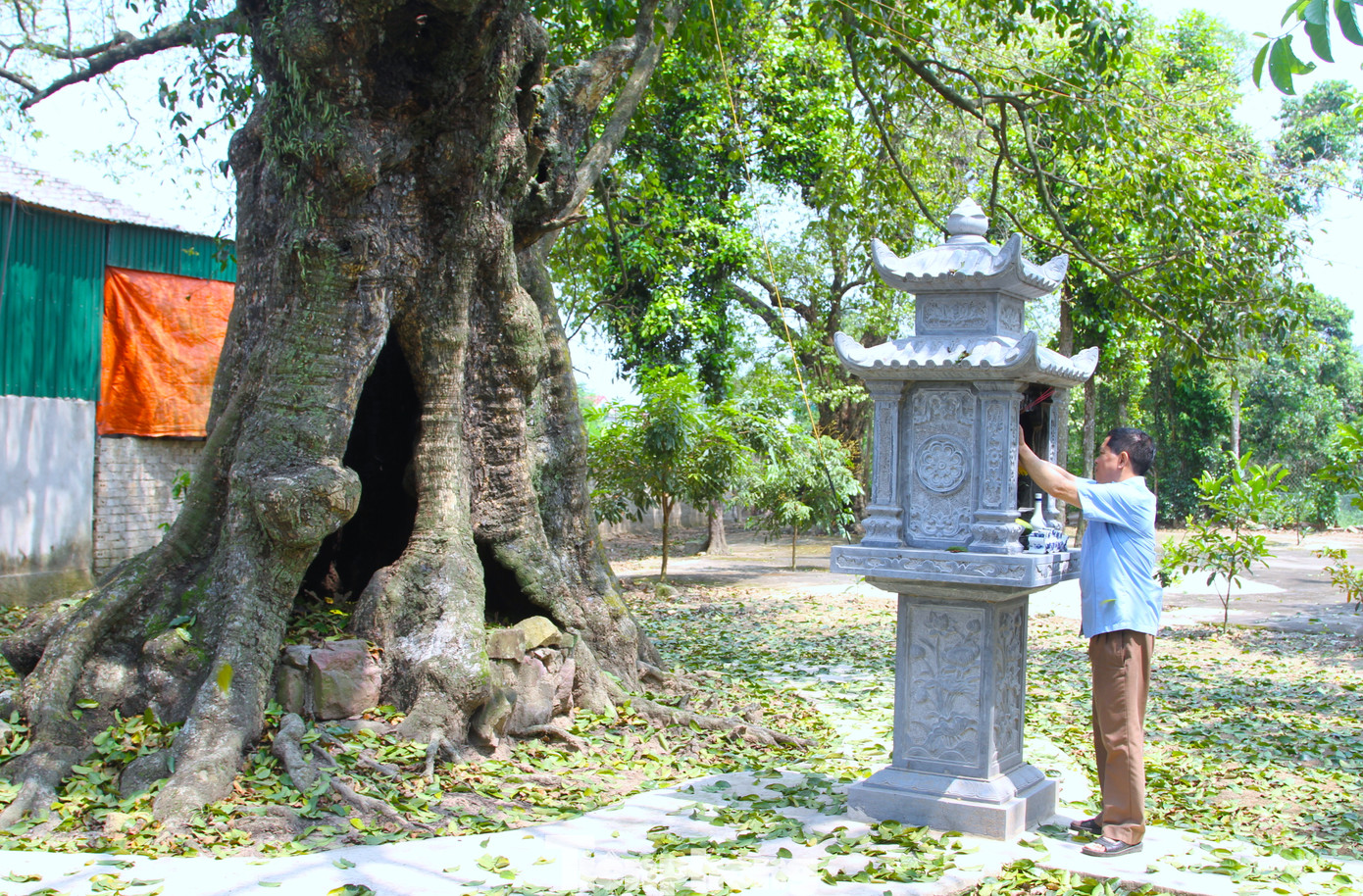Ông Lê Thanh Hà cho hay, trong thời kháng chiến chống thực dân Pháp và đế quốc Mỹ, những cây thị này đã trở thành hầm trú ẩn của nhân dân và bộ đội.