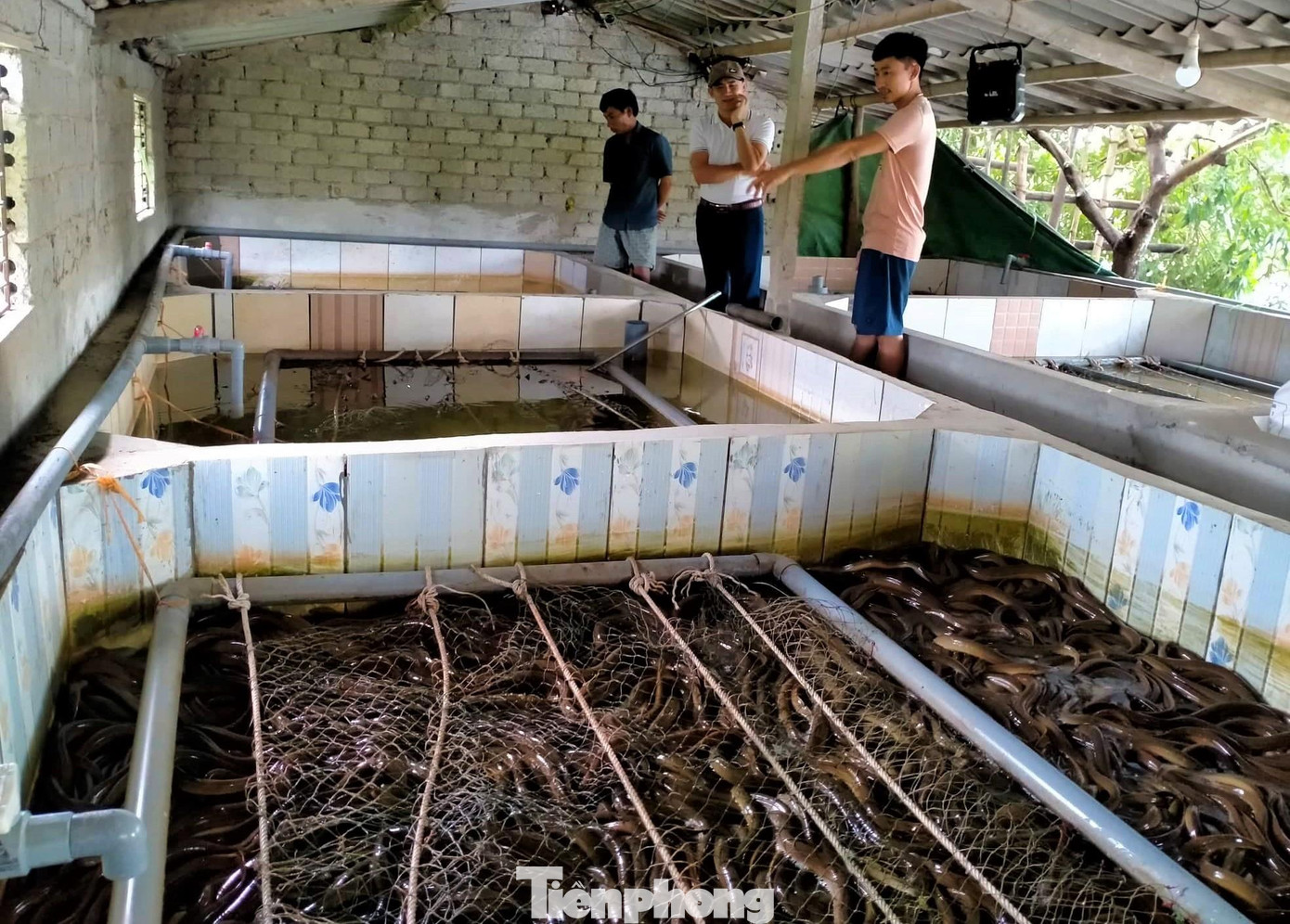 Mô hình nuôi lươn không bùn của anh Quân phát triển tốt. Mô hình nuôi lươn không bùn của anh Quân phát triển tốt.