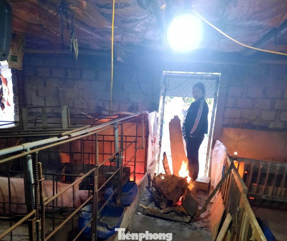 Đốt lửa sưởi ấm ngay tại chuồng gia súc, gia cầm là một giải pháp nhanh, hiệu quả được nhiều người áp dụng.