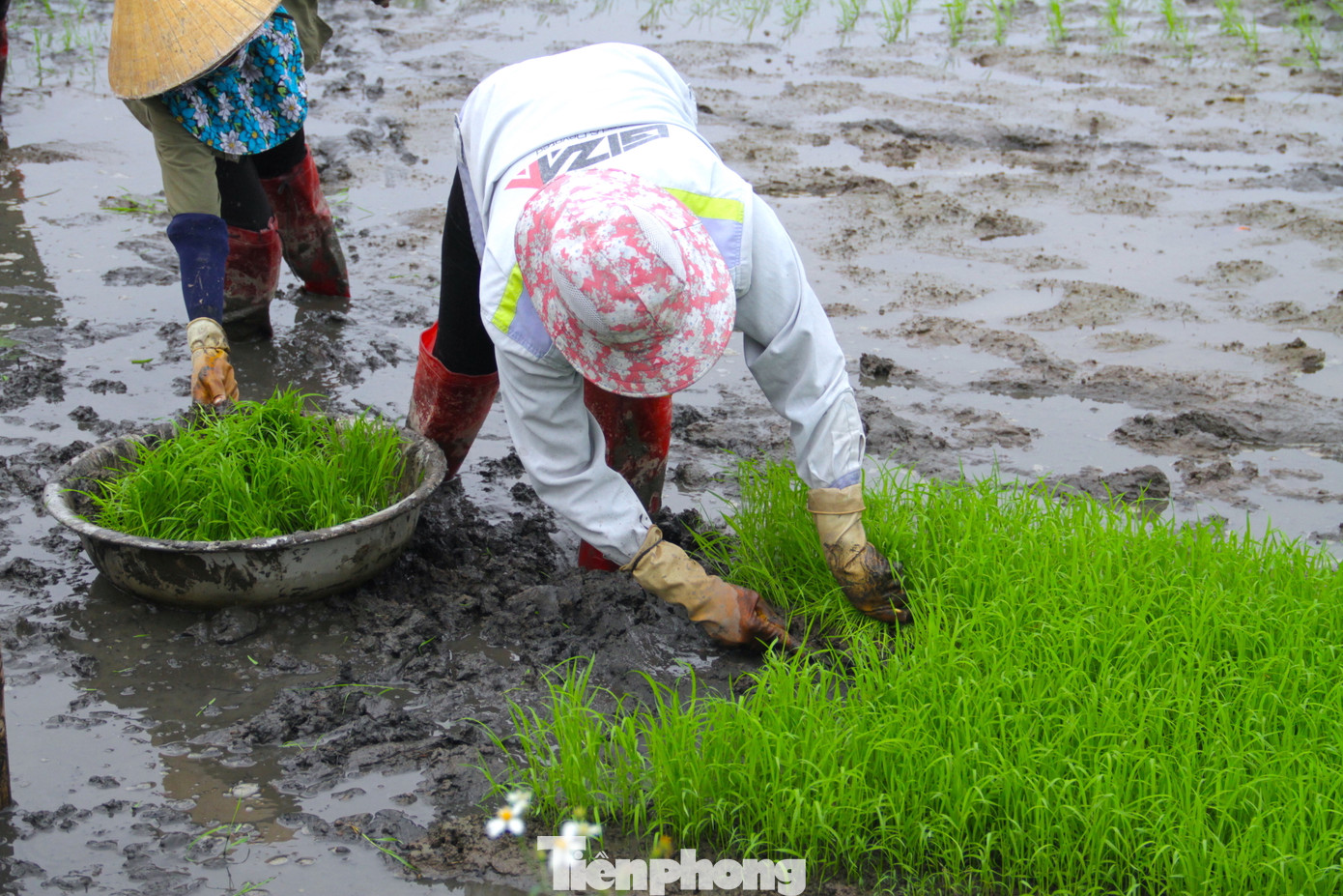 Mạ non được gieo ở một khu vực nhất định. Sau khi nhổ mạ sẽ được cho vào những chiếc chậu nhôm. Người nhổ mạ phải nhẹ tay, khéo léo tránh làm mạ bị đứt rễ hay đứt lá.