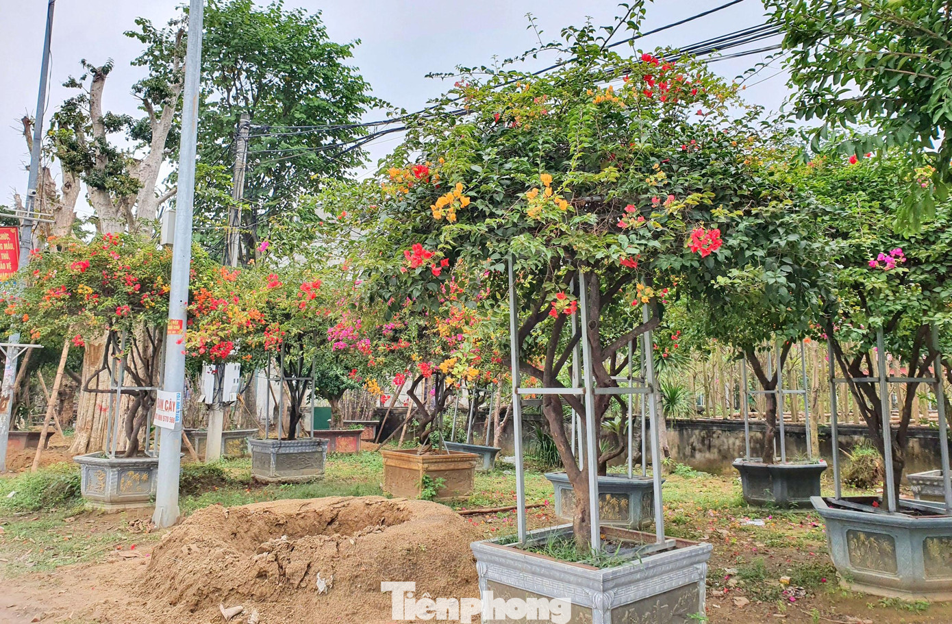 Trong đó, hoa giấy là một trong những loại hoa có hầu hết ở các nhà vườn.