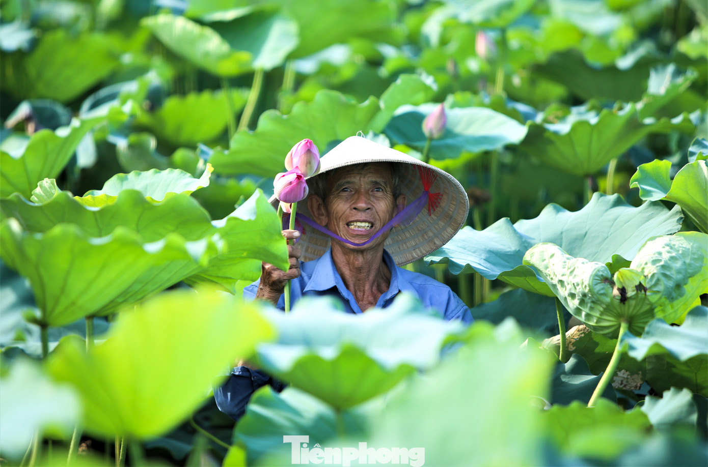 Ông Hồ Sỹ Long (SN 1950, trú xã Đồng Môn, TP Hà Tĩnh) cho biết, sen không chỉ làm đẹp quê hương mà còn giúp người nông dân có thêm công ăn việc làm. Mỗi ngày, ông Long sẽ đi hái hoa và đài thuê cho HTX nông nghiệp trên địa bàn để tăng thu nhập.