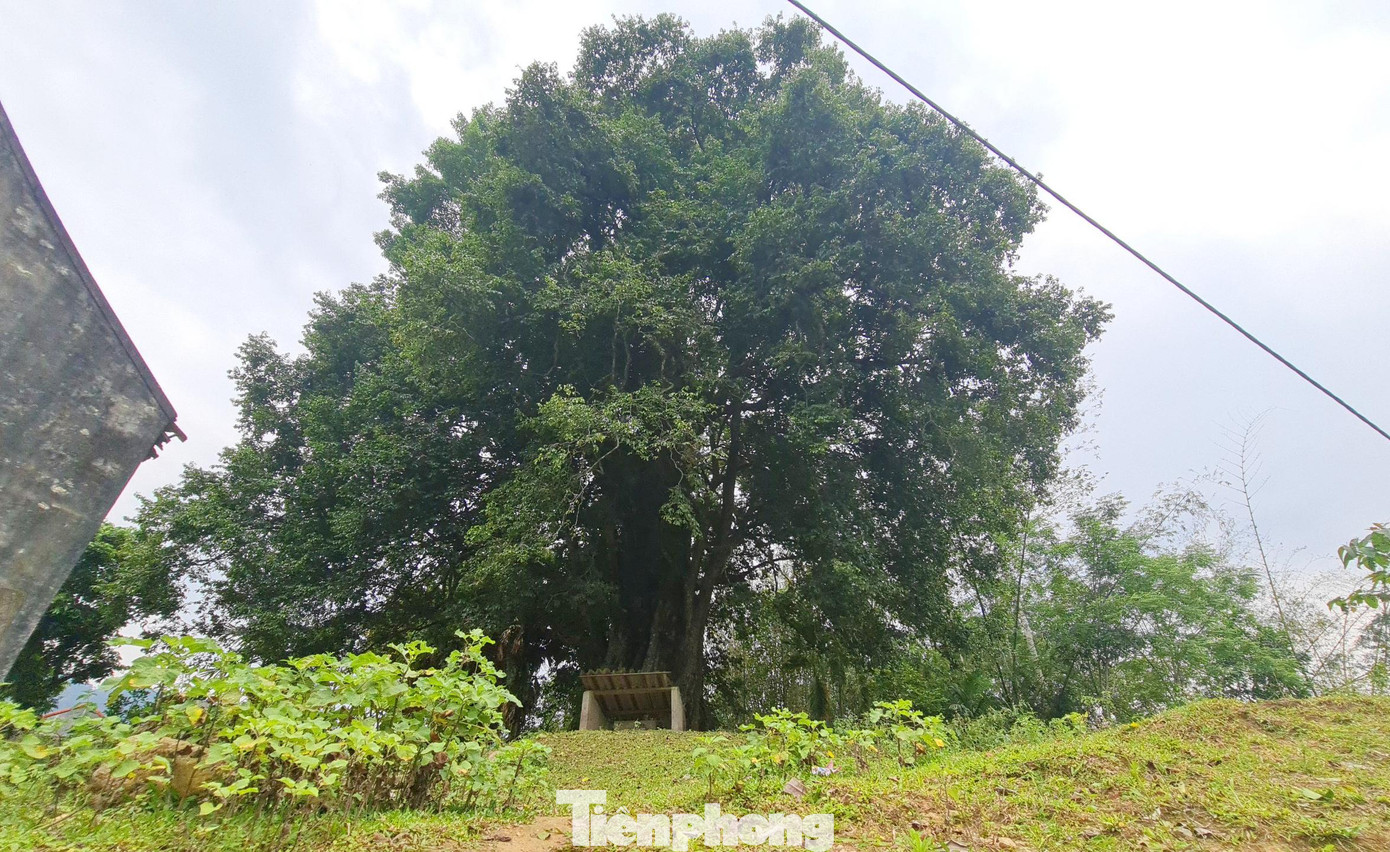 Già làng Lô Xuân Thái (trú bản Nật Trên, xã Châu Hoàn, huyện Quỳ Châu, Nghệ An) cho biết, 3 cây thị lớn nằm ở trung tâm bản Nật Trên được chia làm 3 góc hình tam giác. Già làng Lô Xuân Thái (trú bản Nật Trên, xã Châu Hoàn, huyện Quỳ Châu, Nghệ An) cho biết, 3 cây thị lớn nằm ở trung tâm bản Nật Trên được chia làm 3 góc hình tam giác.