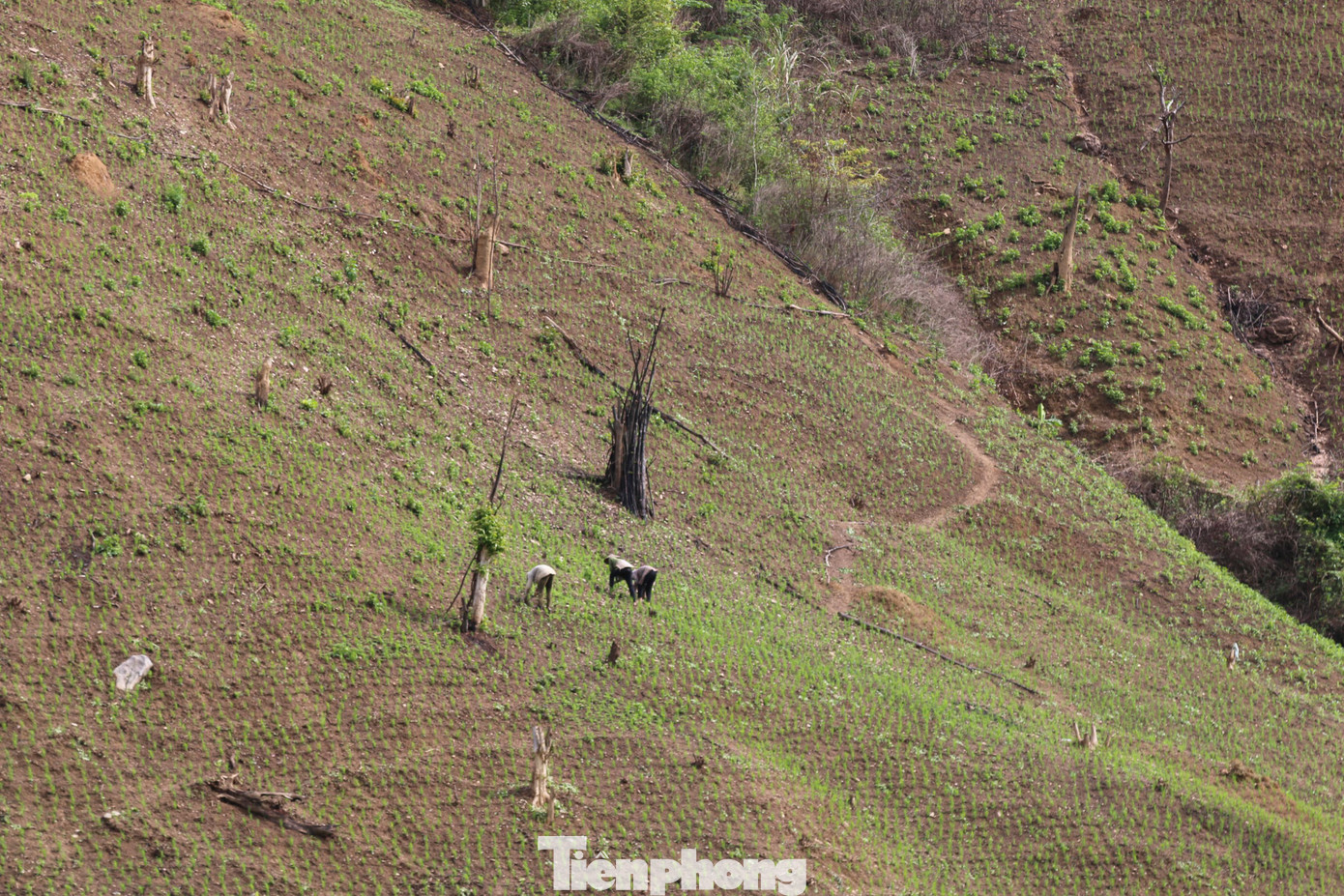 Cuộc sống người dân bản La Ngan, xã Chiêu Lưu, huyện Kỳ Sơn (Nghệ An) còn gặp nhiều khó khăn, thu nhập chủ yếu dựa vào nương rẫy. Dịch COVID-19 bùng phát và lây nhiễm tới bản nghèo khiến cuộc sống người dân đảo lộn.