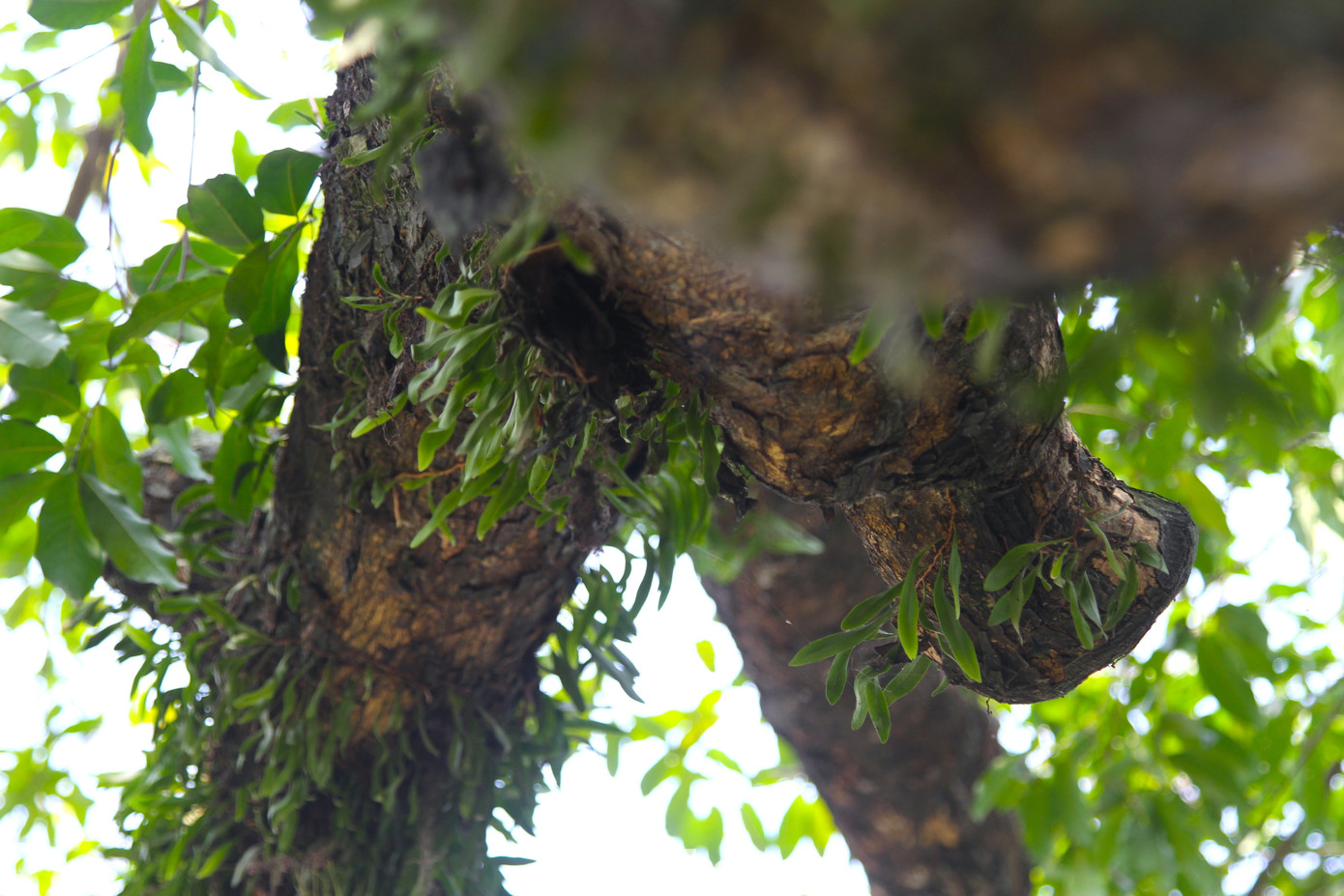 Nhiều loại cây thân leo, phong lan sinh sống bám chắc vào cây.