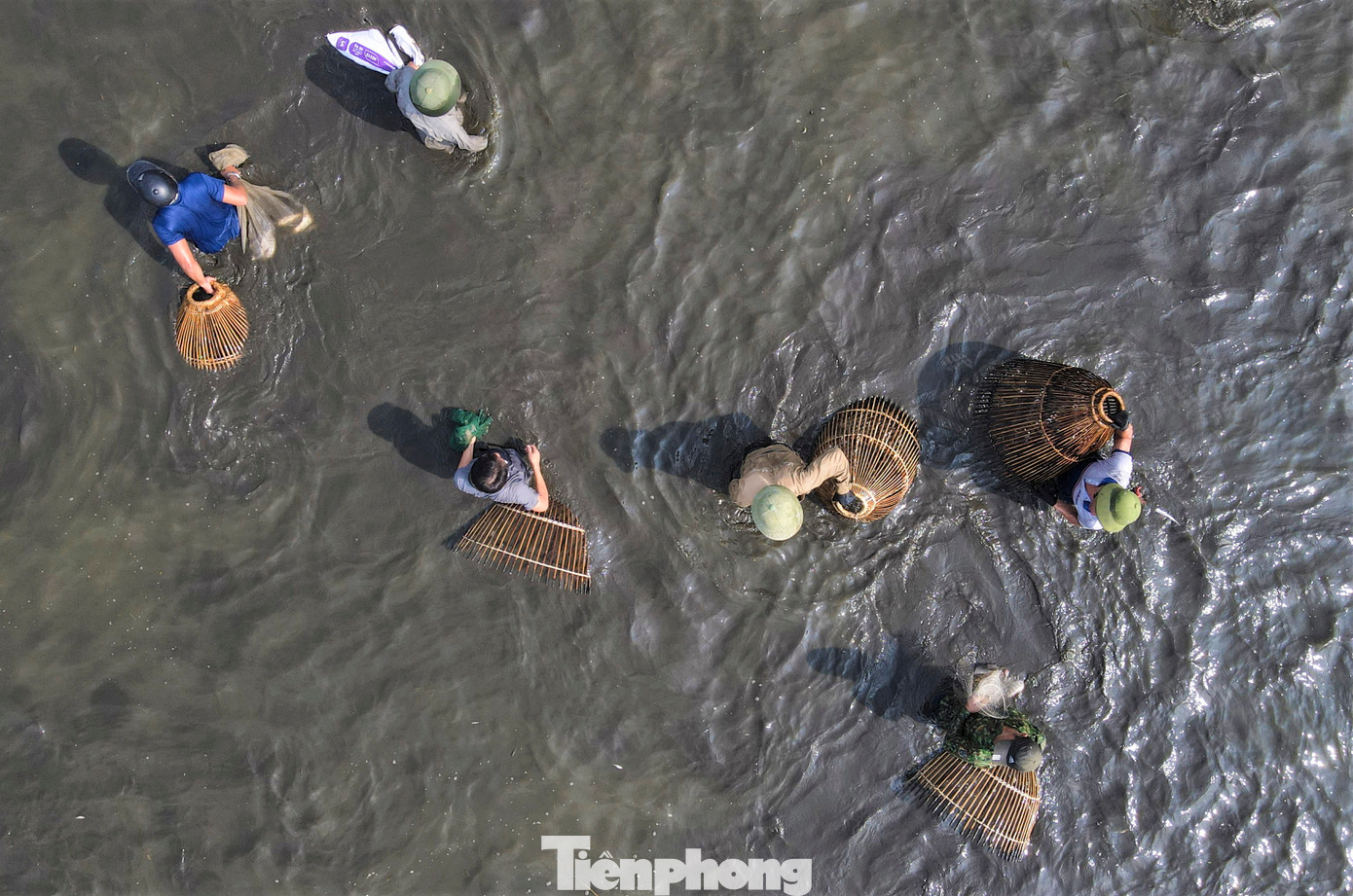 Họ đi thành từng nhóm, hàng ngang để dồn đàn cá về vùng nước cạn hơn, thuận lợi cho việc nơm úp.