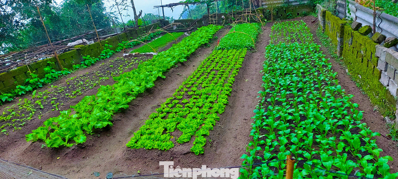 Những vườn rau được vun trồng bên mép đồi xanh mướt tốt tươi, mỗi luống là một loại rau khác nhau như rau cải, mùng tơi, xà lách, rau dền...