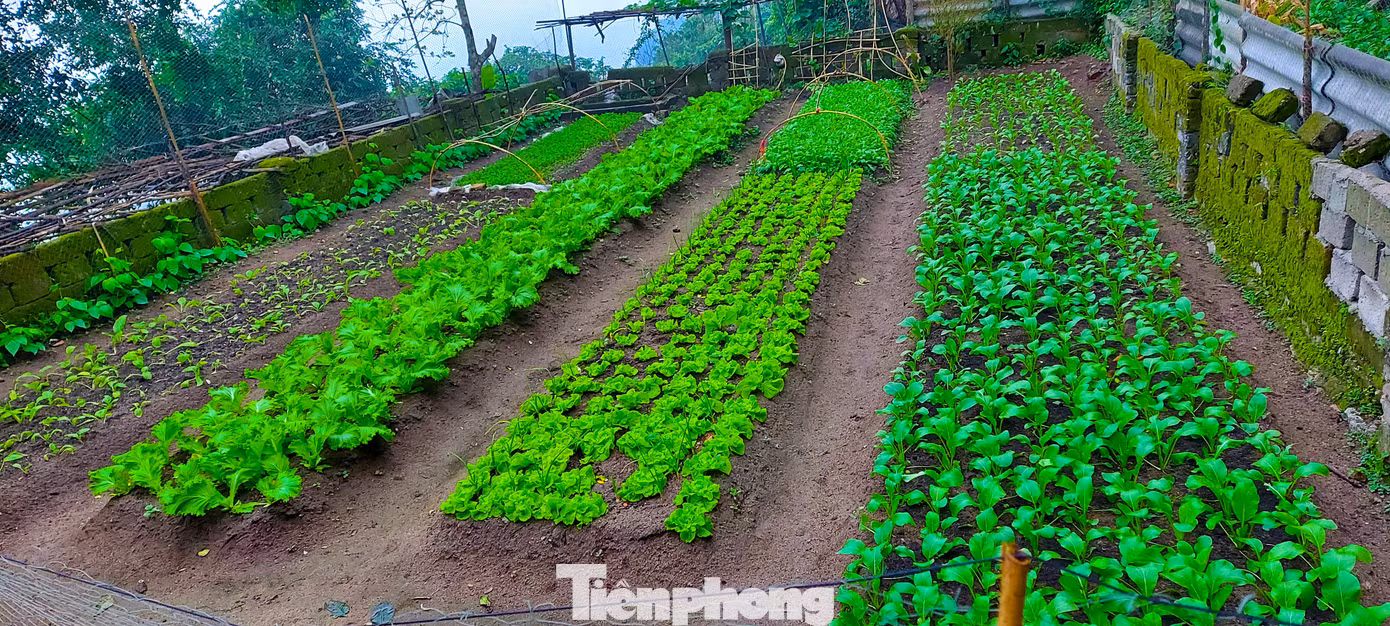 Những vườn rau được vun trồng bên mép đồi xanh mướt tốt tươi, mỗi luống là một loại rau khác nhau như rau cải, mùng tơi, xà lách, rau dền...
