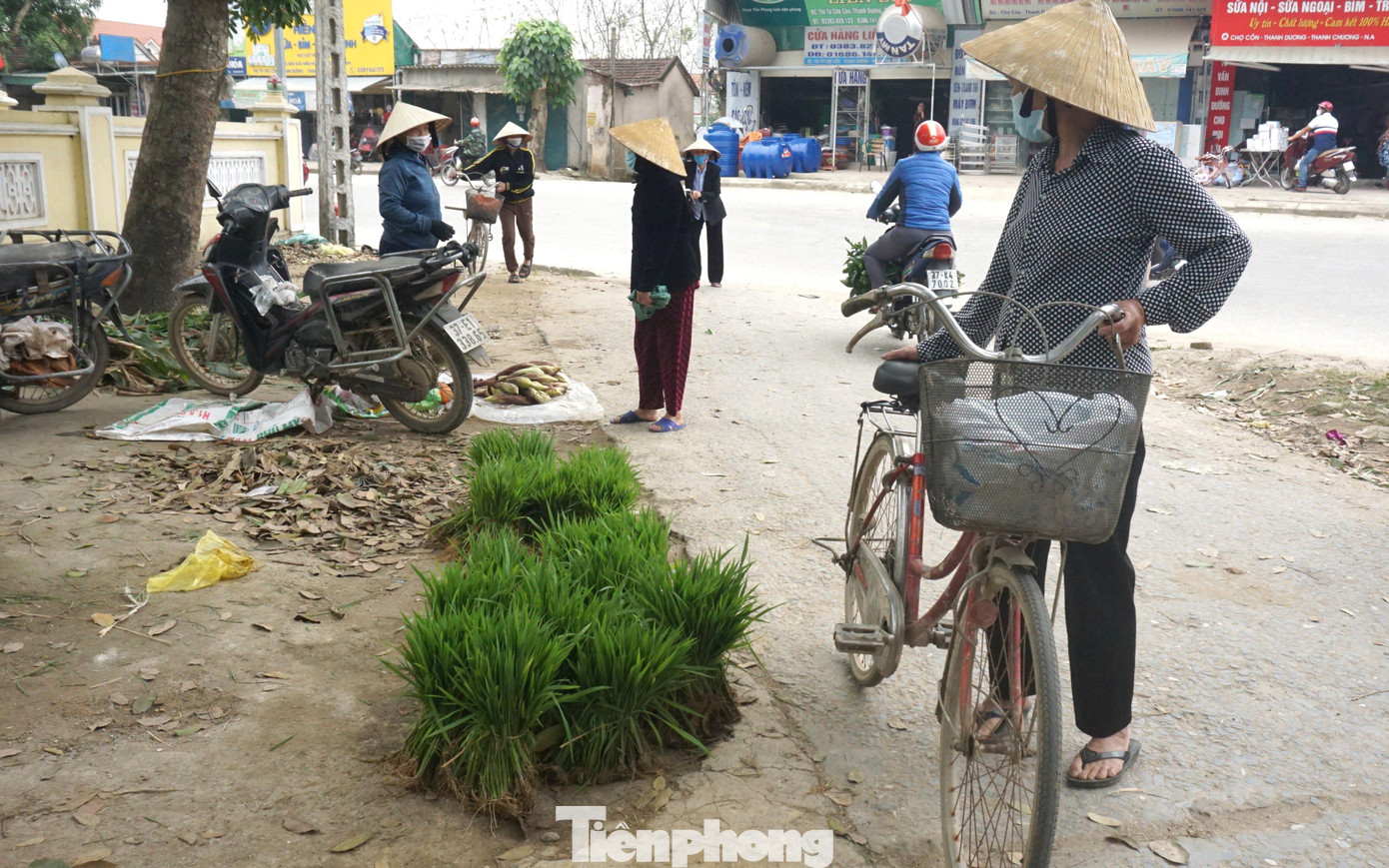Chứng kiến khung cảnh người mua, kẻ bán cây lúa non như rau khiến nhiều người dân đi qua không khỏi ngạc nhiên. Người dân xã Thanh Dương cũng chẳng còn nhớ chợ lúa non có từ bao giờ, họ chỉ biết rằng, nhu cầu mua cây lúa non ngày càng lớn bởi tình trạng sâu bệnh, ốc bươu vàng cắn phá sau khi gieo cấy. Chứng kiến khung cảnh người mua, kẻ bán cây lúa non như rau khiến nhiều người dân đi qua không khỏi ngạc nhiên. Người dân xã Thanh Dương cũng chẳng còn nhớ chợ lúa non có từ bao giờ, họ chỉ biết rằng, nhu cầu mua cây lúa non ngày càng lớn bởi tình trạng sâu bệnh, ốc bươu vàng cắn phá sau khi gieo cấy.