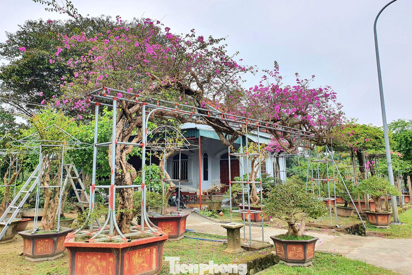 Hoa giấy leo trên giàn sắt thường được khách hàng mua về đặt trước cổng nhà, nhà hàng, khu du lịch…