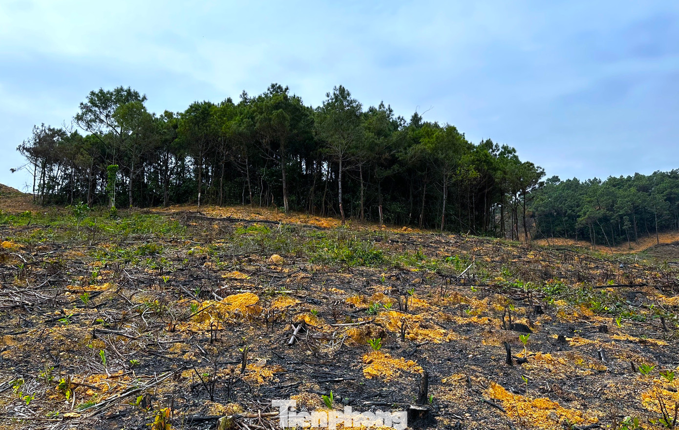 Xung quanh khu vực rừng thông vừa bị chặt phá vẫn còn nhiều diện tích rừng thông xanh tốt. Có nhiều cây thông lớn, cao từ 3-4m. Xung quanh khu vực rừng thông vừa bị chặt phá vẫn còn nhiều diện tích rừng thông xanh tốt. Có nhiều cây thông lớn, cao từ 3-4m.