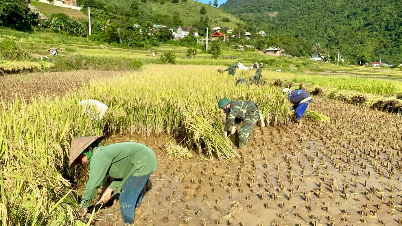 Để giúp đỡ những người neo đơn, người có hoàn cảnh khó khăn trên địa bàn, cán bộ, chiến sỹ Đồn Biên phòng Tam Quang (Bộ Chỉ huy BĐBP Nghệ An) đã xuống ruộng để gặt lúa. Để giúp đỡ những người neo đơn, người có hoàn cảnh khó khăn trên địa bàn, cán bộ, chiến sỹ Đồn Biên phòng Tam Quang (Bộ Chỉ huy BĐBP Nghệ An) đã xuống ruộng để gặt lúa.