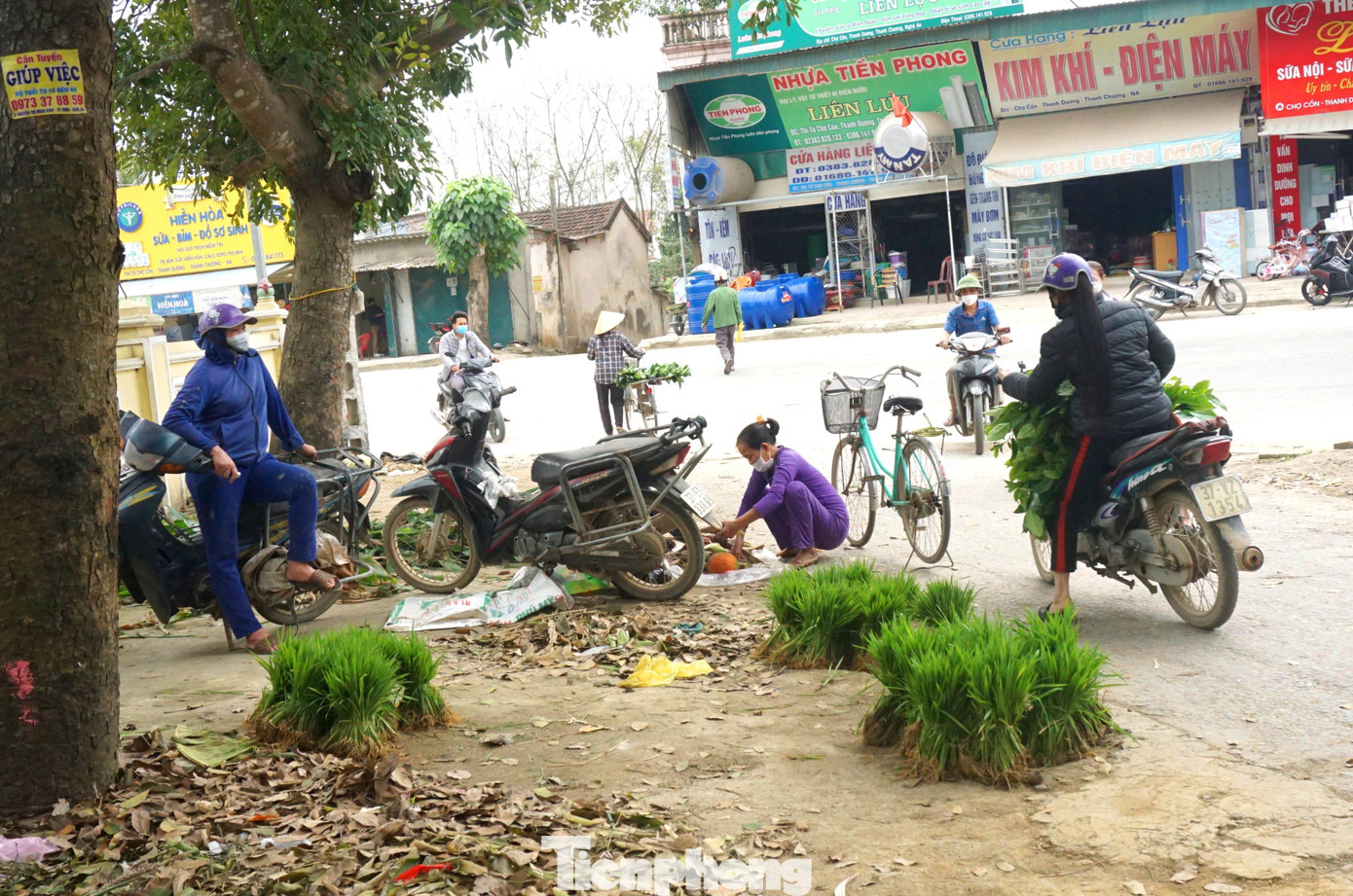 Những ngày này, chợ bán cây lúa non tấp nập người mua kẻ bán tại đường đi vào khu vực chợ Cồn - trung tâm mua bán chính của xã Thanh Dương (huyện Thanh Chương, Nghệ An). Theo người dân, chợ lúa non họp từ sáng đến tối, miễn người bán còn hàng mà khách vẫn cần mua. Những ngày này, chợ bán cây lúa non tấp nập người mua kẻ bán tại đường đi vào khu vực chợ Cồn - trung tâm mua bán chính của xã Thanh Dương (huyện Thanh Chương, Nghệ An). Theo người dân, chợ lúa non họp từ sáng đến tối, miễn người bán còn hàng mà khách vẫn cần mua.