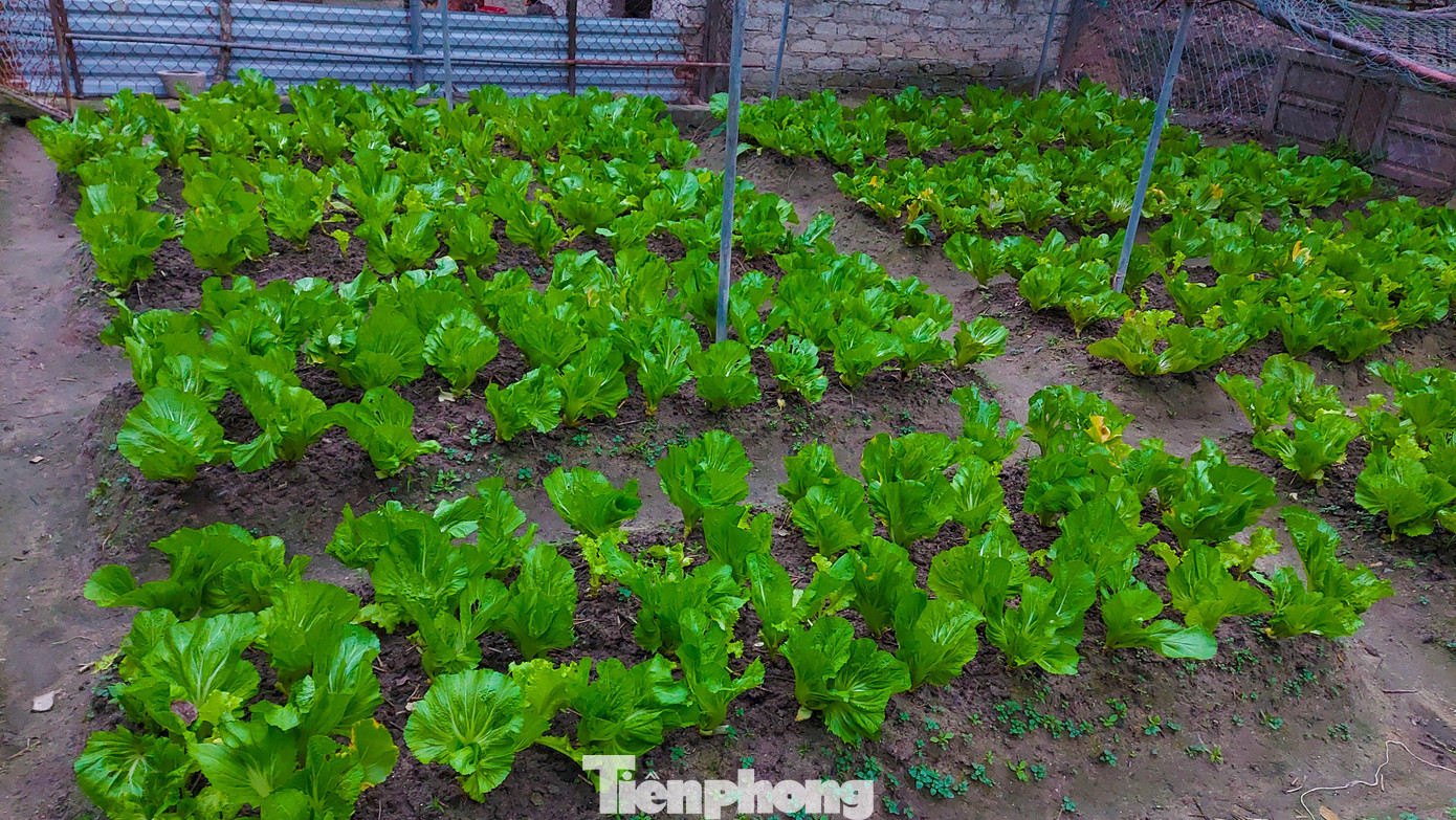Vườn rau cải tươi xanh trên Đảo Mắt.