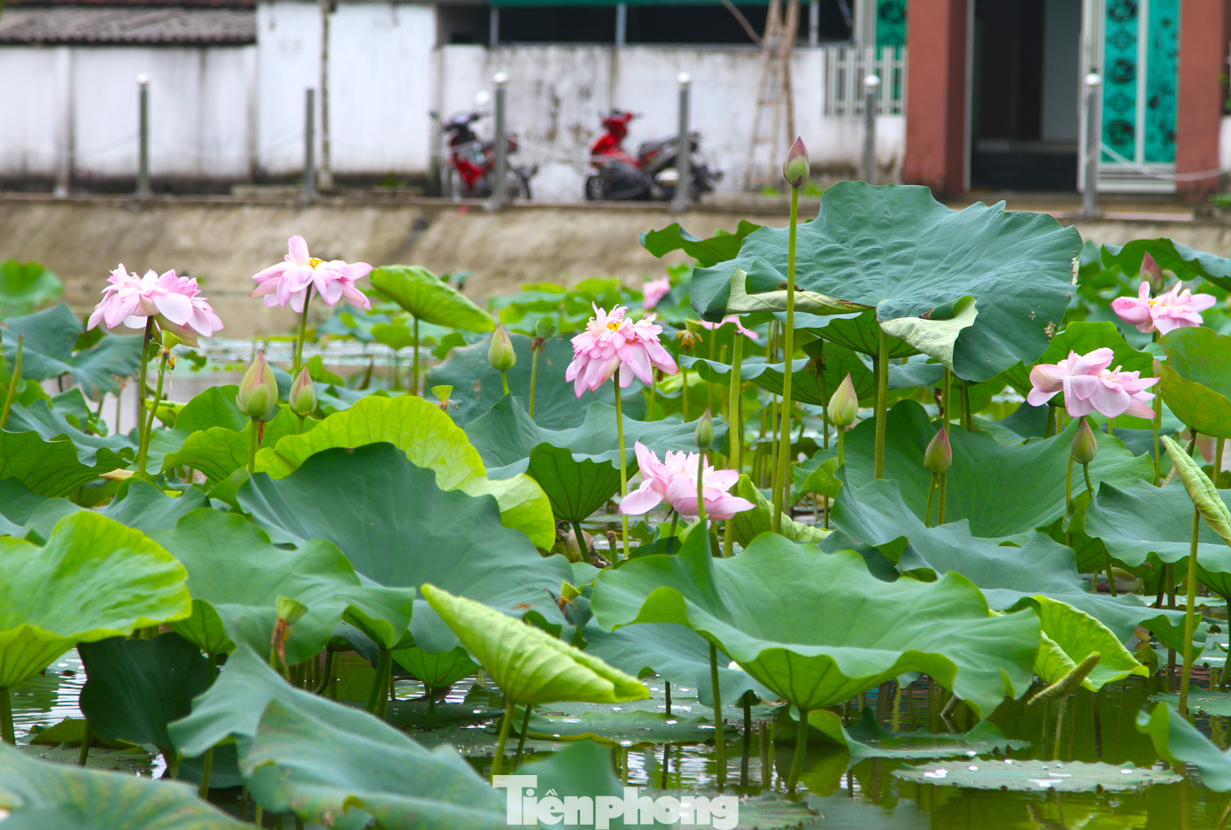 Những năm gần đây, để bảo tồn và nhân giống sen, chính quyền và nhân dân địa phương đã tập trung mở rộng diện tích trồng mới.