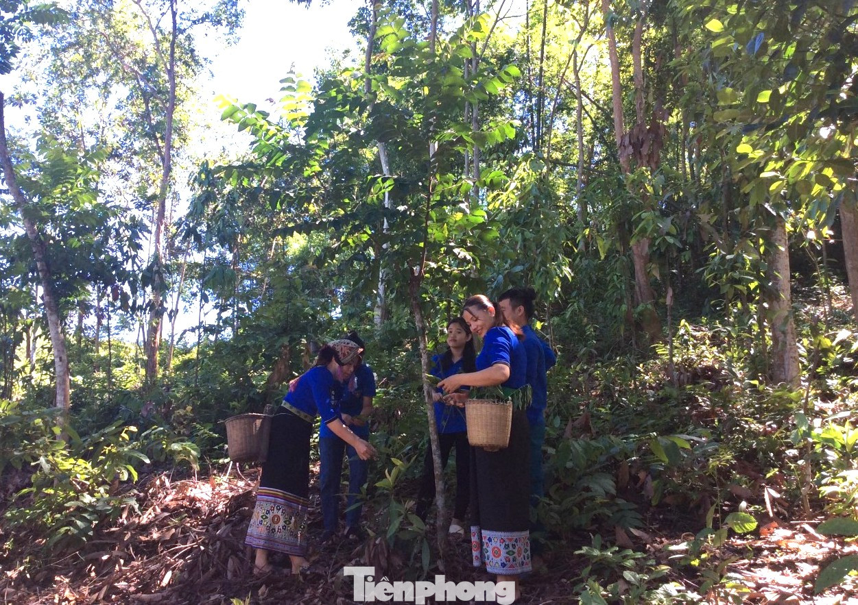 Nguyên liệu chính để làm ra loại men rượu đặc biệt này là từ bột gạo và các loại lá cây rừng. Ban đầu, các đoàn viên thanh niên trong câu lạc bộ sẽ vào rừng tìm kiếm và hái các nguyên liệu là lá cây như: lá quế, lá đu đủ, lá đào.