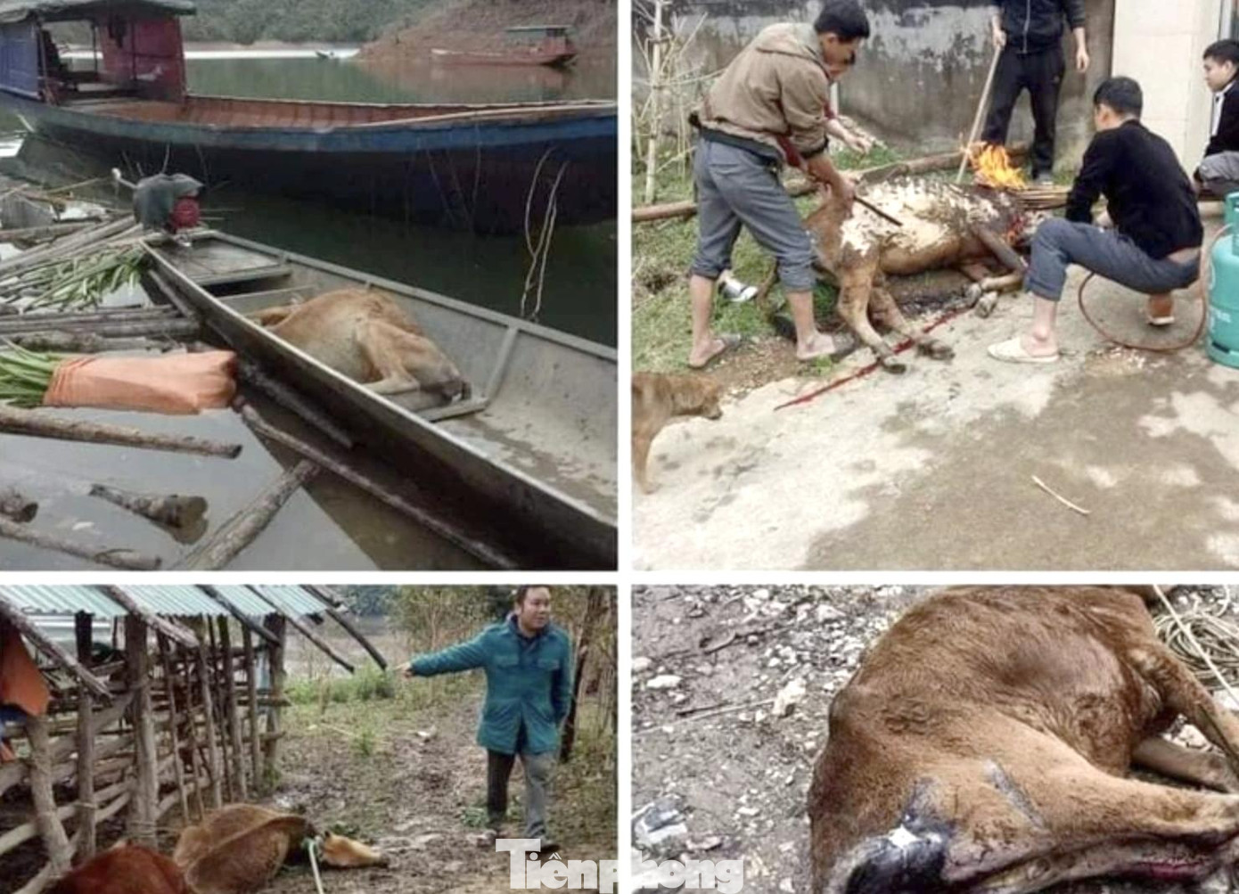 Nghệ An hiện có tổng đàn trâu, bò ước đạt 778.000 con; gia súc, gia cầm hơn 30.000.000 con. Những ngày qua, nhiệt độ tại các xã thuộc huyện miền núi Nghệ An xuống dưới 10 độ C đã khiến 471 con trâu, bò, 41 con dê, 11 con lợn và gần 350 con gia cầm chết do rét, tập trung ở 4 huyện Quế Phong, Kỳ Sơn, Tương Dương, Con Cuông. Số trâu, bò, bị chết rét trong đợt này chủ yếu là do bà con thả rông trong rừng. Nghệ An hiện có tổng đàn trâu, bò ước đạt 778.000 con; gia súc, gia cầm hơn 30.000.000 con. Những ngày qua, nhiệt độ tại các xã thuộc huyện miền núi Nghệ An xuống dưới 10 độ C đã khiến 471 con trâu, bò, 41 con dê, 11 con lợn và gần 350 con gia cầm chết do rét, tập trung ở 4 huyện Quế Phong, Kỳ Sơn, Tương Dương, Con Cuông. Số trâu, bò, bị chết rét trong đợt này chủ yếu là do bà con thả rông trong rừng.