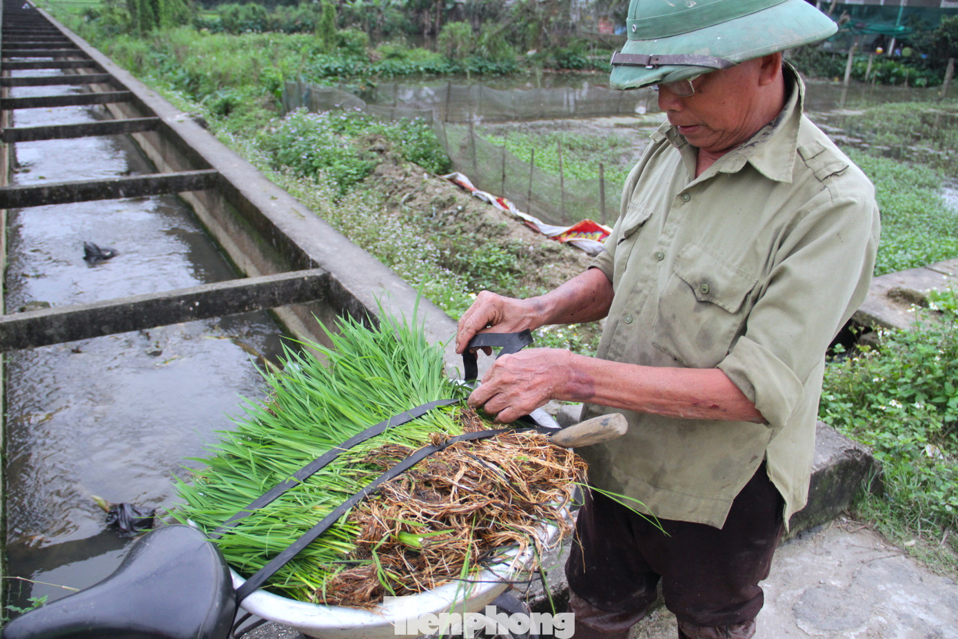 Sau khi cho vào chậu, mạ sẽ được di chuyển đến khu vực cấy. Thông thường những chậu mạ sẽ được đặt sẵn dưới ruộng để người cấy có thể lấy tiện nhất.