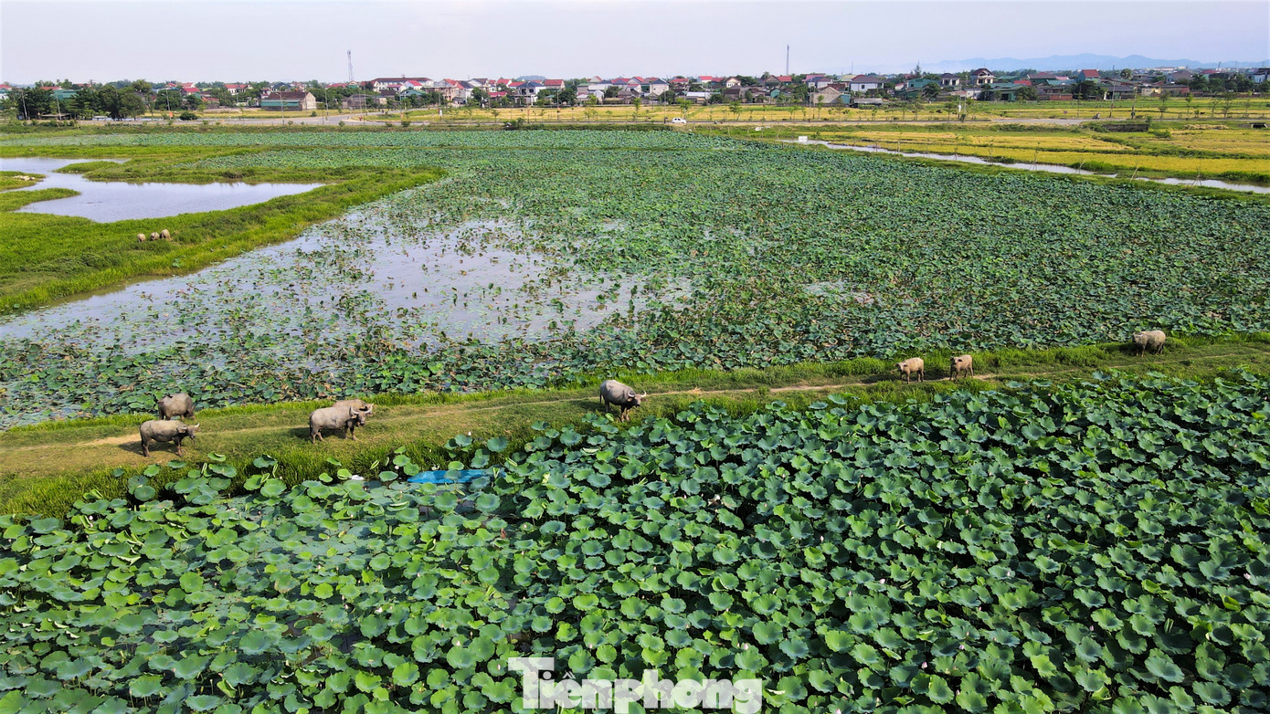 Cảnh bình yên giữa những đầm sen rộng cả hecta giữa trung tâm thành phố khiến ai cũng phải trầm trồ.