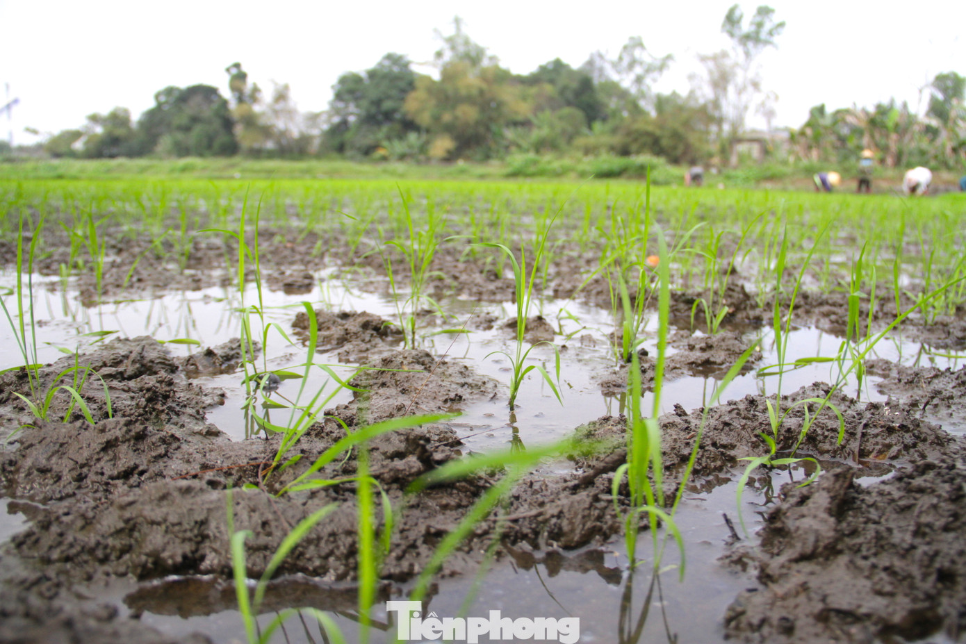 Những cây lúa sau khi cấy phải đảm bảo vừa đủ khoảng không để phát triển, không chật cũng không quá trống. Khoảng 3 tháng nữa, những cây lúa này sẽ trổ bông.