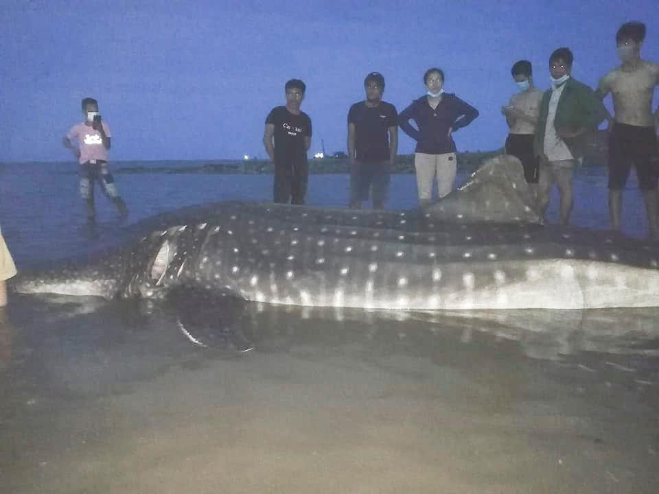 Con cá nhám hoa được người dân phát hiện. Con cá nhám hoa được người dân phát hiện.