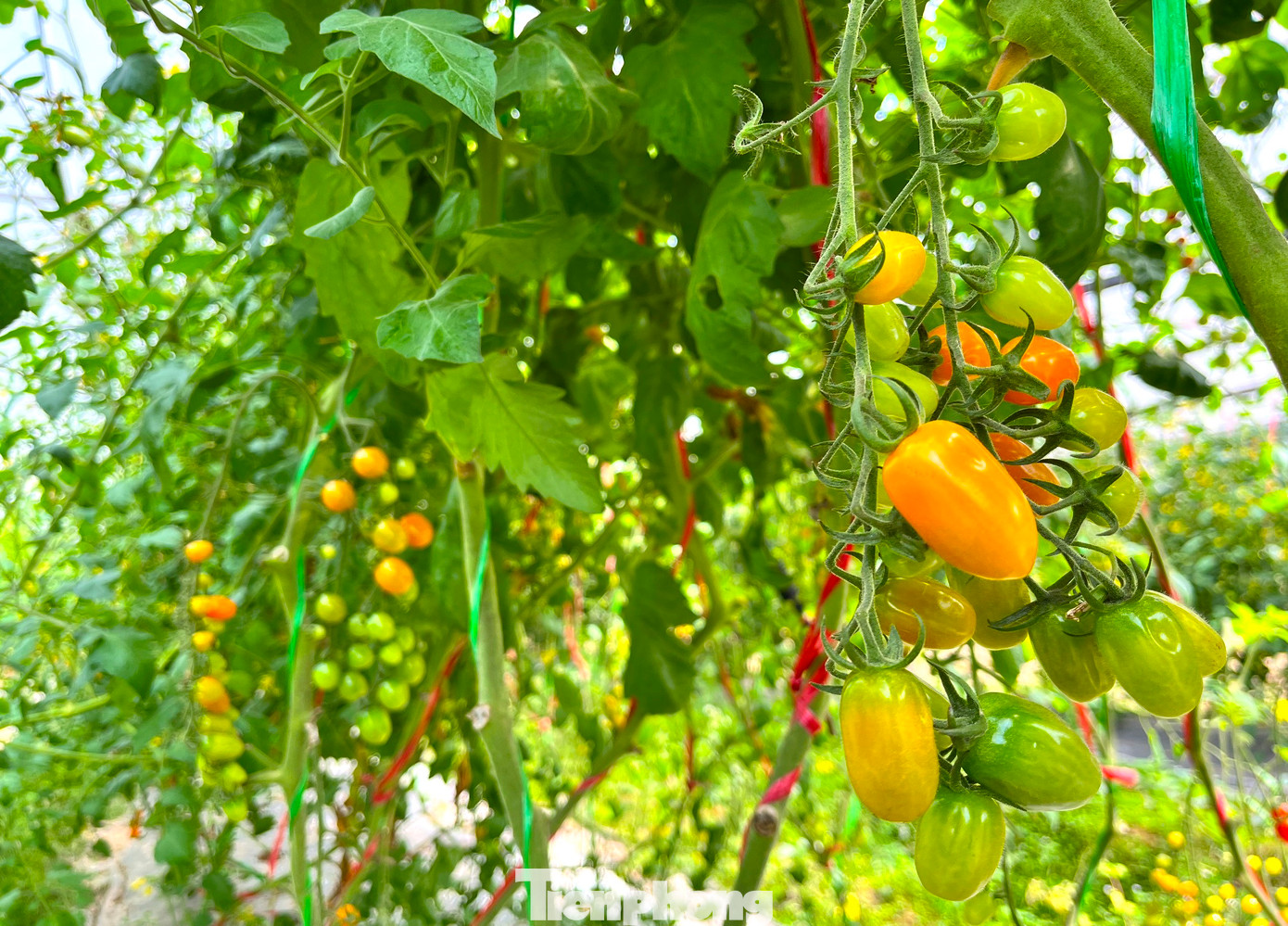 Khi dưa lưới phát triển ổn định, tháng 10/2022, anh Tuấn nhập khẩu 5.000 cây giống cà chua bi từ Mỹ, giống dâu tây từ Mộc Châu (Sơn La) về trồng thử nghiệm trên tổng diện tích khoảng 1ha.