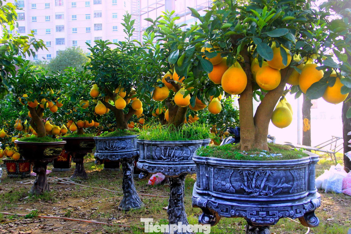 Cận Tết Nguyên đán, các loại hoa, cây cảnh được đưa tới các tuyến đường lớn ở thành phố Vinh (Nghệ An) để phục vụ khách hàng. Trong số này, vườn bưởi Diễn ở ngã 4 Đại lộ Lê Nin và đường 72 mét đang là điểm nhấn, thu hút nhiều người đến xem, ngả giá. Cận Tết Nguyên đán, các loại hoa, cây cảnh được đưa tới các tuyến đường lớn ở thành phố Vinh (Nghệ An) để phục vụ khách hàng. Trong số này, vườn bưởi Diễn ở ngã 4 Đại lộ Lê Nin và đường 72 mét đang là điểm nhấn, thu hút nhiều người đến xem, ngả giá.