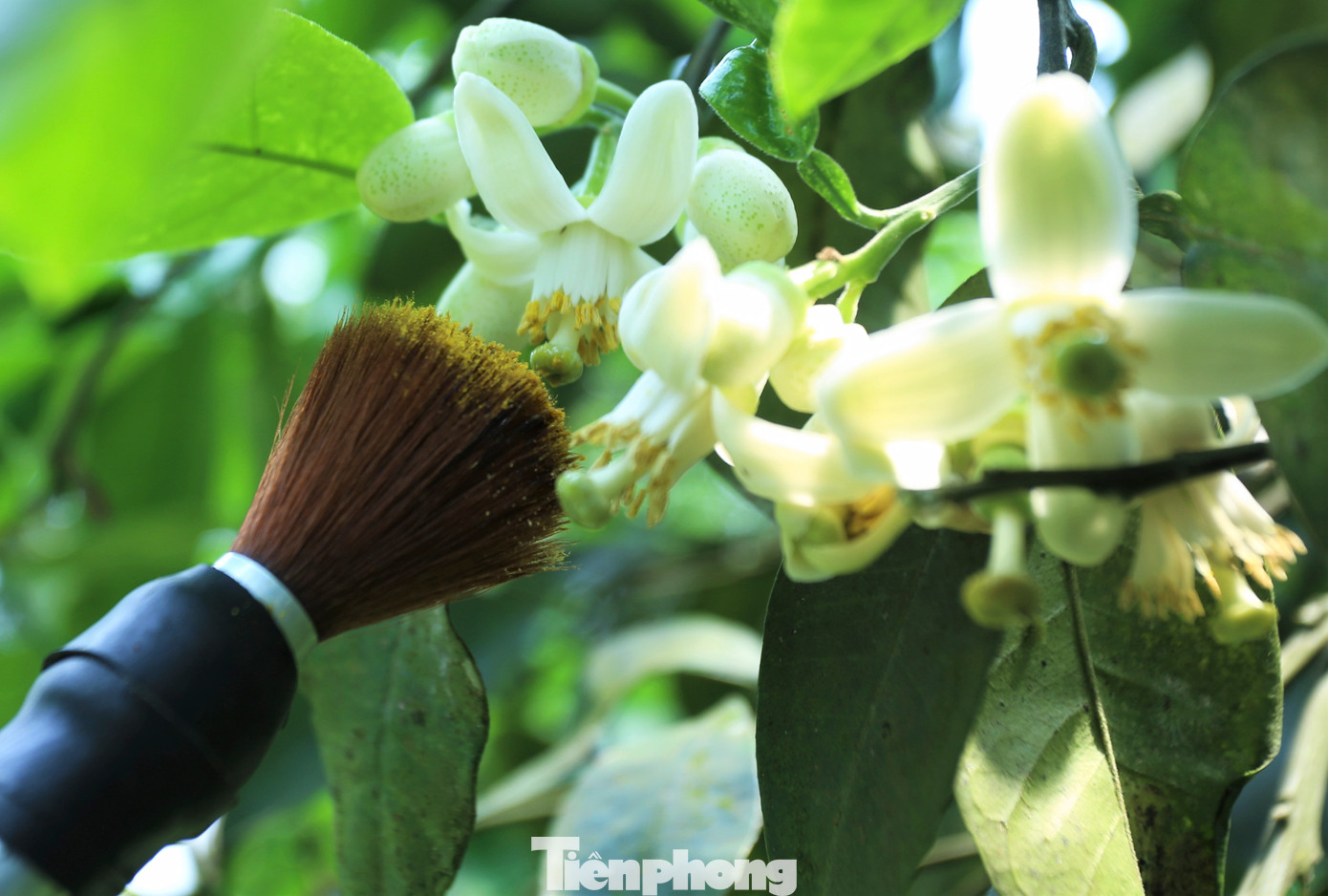 "Se duyên" cho loại bưởi đặc sản.