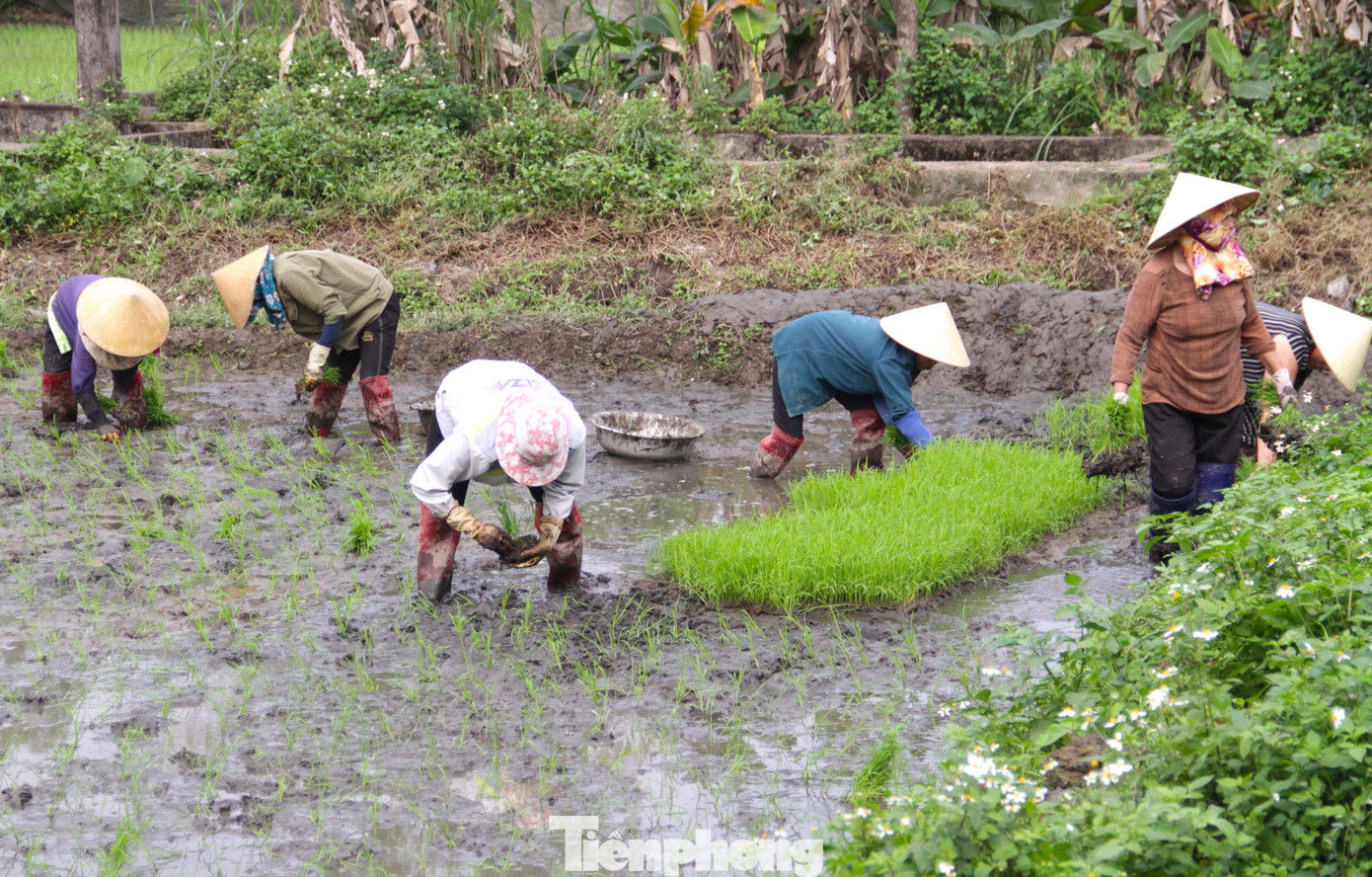 Những tổ đội cấy thuê sẽ có khoảng 5-6 người làm chung. Khi kết thúc, tiền sẽ được chia đều cho mỗi người.