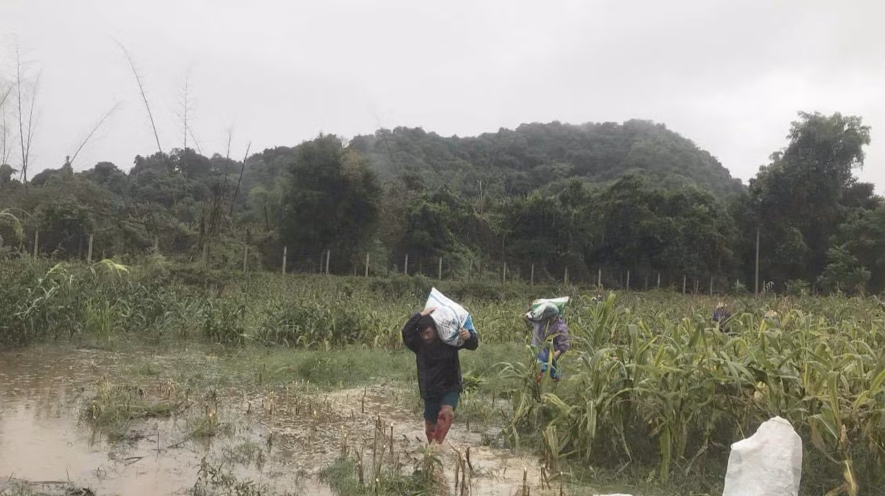 Lũ, lụt khiến 1.763 ha lúa; 3.053,9 ha hoa màu; 1.107,65 ha cây công nghiệp… trên địa bàn tỉnh Nghệ An bị thiệt hại.