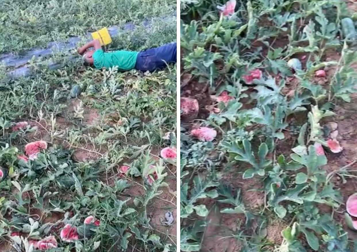 Hình ảnh cụ ông nằm khóc trên ruộng dưa khiến nhiều người xót xa Hình ảnh cụ ông nằm khóc trên ruộng dưa khiến nhiều người xót xa