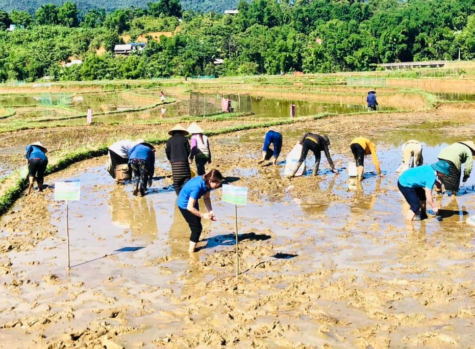 Thời gian qua, trên địa bàn xã Tri Lễ xuất hiện nạn ốc bươu vàng đến phá hoại lúa trên ruộng đồng của bà con. Việc này đã khiến cây lúa bị hư hỏng, giảm năng suất. Trước tình trạng trên, các cơ quan chức năng xã đã phát động bà con nhân dân, các cơ quan chức năng tổ chức các đợt diệt trừ ốc bươu vàng, tránh gây hại đến vụ lúa. Thời gian qua, trên địa bàn xã Tri Lễ xuất hiện nạn ốc bươu vàng đến phá hoại lúa trên ruộng đồng của bà con. Việc này đã khiến cây lúa bị hư hỏng, giảm năng suất. Trước tình trạng trên, các cơ quan chức năng xã đã phát động bà con nhân dân, các cơ quan chức năng tổ chức các đợt diệt trừ ốc bươu vàng, tránh gây hại đến vụ lúa.