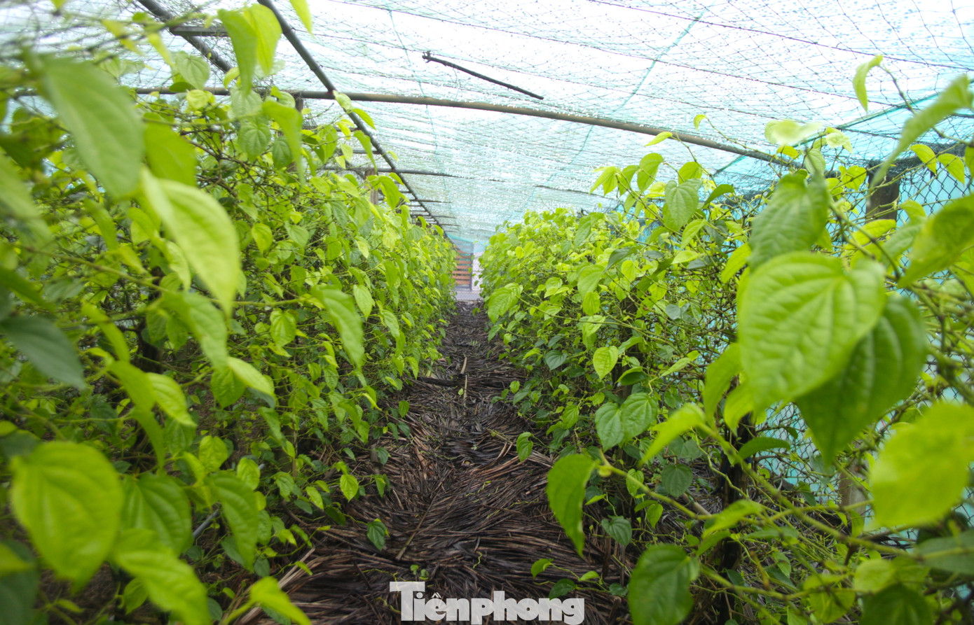 Xã Nghi Ân (thành phố Vinh, tỉnh Nghệ An) được biết đến là "thủ phủ" trồng cây trầu không. Cây trầu đã bén rễ trên vùng đất xã Nghi Ân hàng chục năm nay, phục vụ cho thị trường trong, ngoài tỉnh và cả xuất khẩu sang nước ngoài.