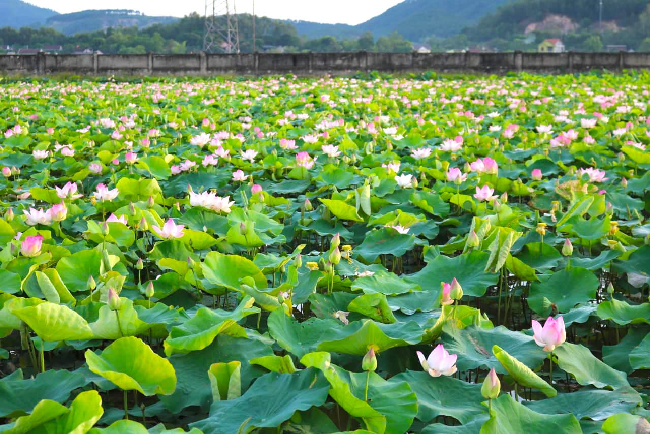 Năm 2013, anh Tiến bắt đầu thầu một số ao đầm ở xã Kim Liên rồi mua giống sen về trồng với mong muốn phủ kín các ao hồ, đầm lầy, tạo cảnh quan cho du khách thưởng ngoạn khi về thăm Làng Sen quê Bác. Ngoài sen bản địa vốn có, anh Tiến tìm hiểu và ươm thử rất nhiều giống sen trong nước và ngoài nước để đa dạng loài hoa này.