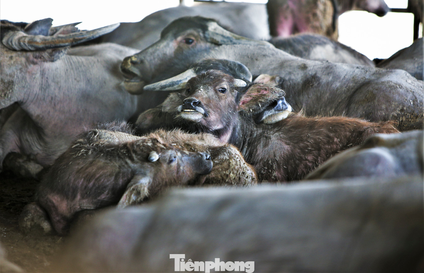 Trang trại được đưa vào đầu tư, chăn nuôi vào tháng 8/2020 với 100 trâu giống nuôi vỗ béo từ Thái Lan, 100 trâu giống nội địa và 50 con trâu nái sinh sản.