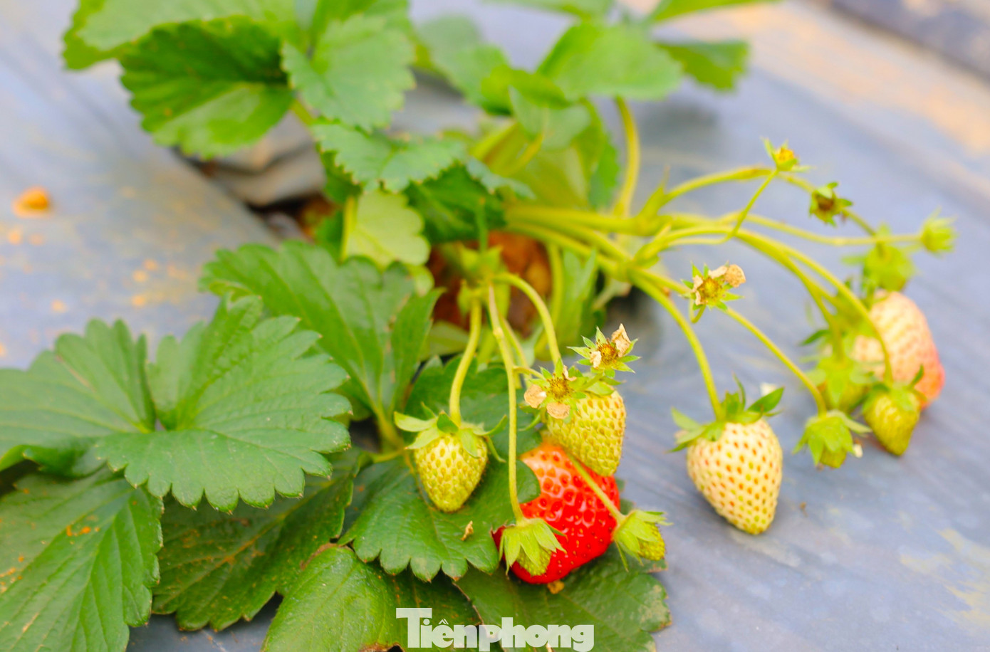 Vườn dâu rộng 2000m2 được trồng ven sông đã phát triển tốt và sai trĩu quả.