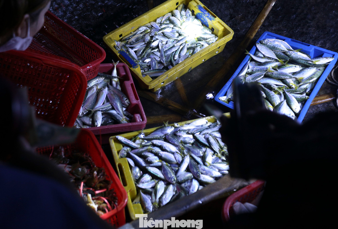 Các loại hải sản tại chợ Cồn Gò còn tươi rói, nhiều loại còn sống.