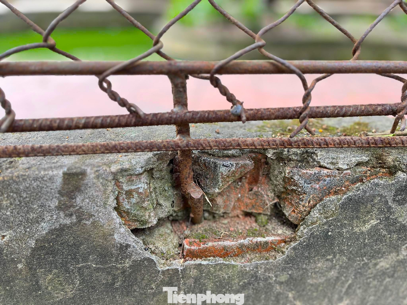 Dưới sát mặt đất, khu nuôi cá sấu được bao bọc một lớp tường vây cao chừng 30cm. Dưới sát mặt đất, khu nuôi cá sấu được bao bọc một lớp tường vây cao chừng 30cm.